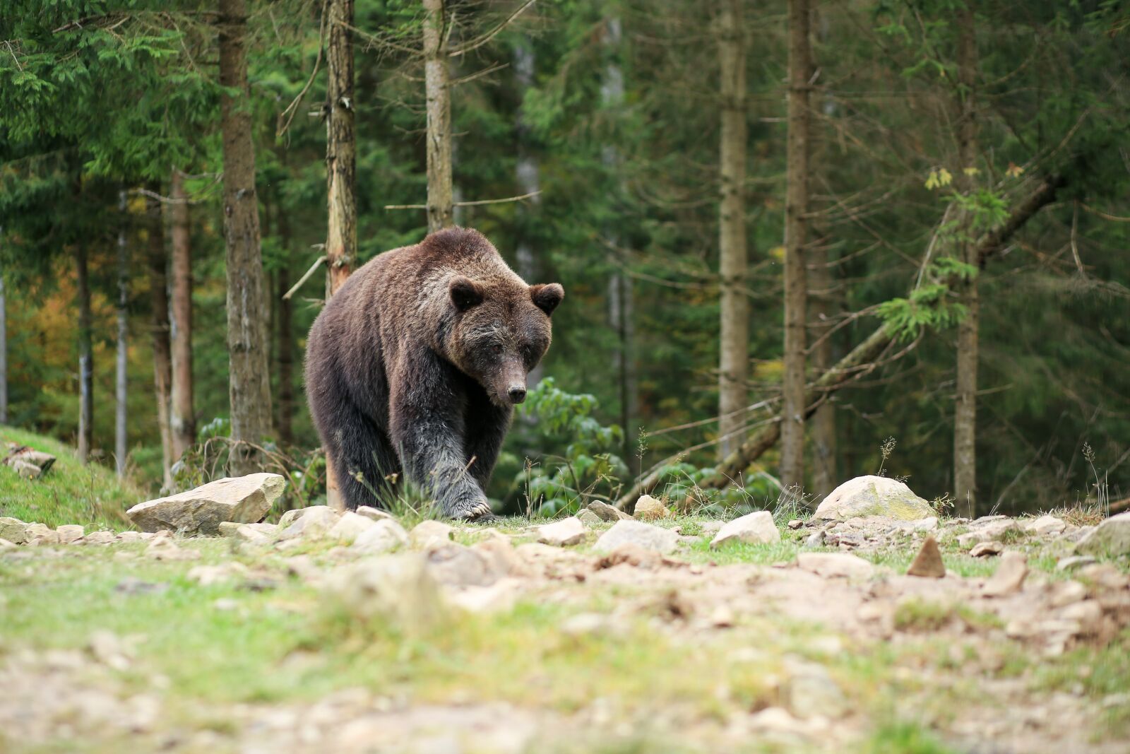 Canon EF 85mm F1.8 USM sample photo. Bear, brown, reserve photography