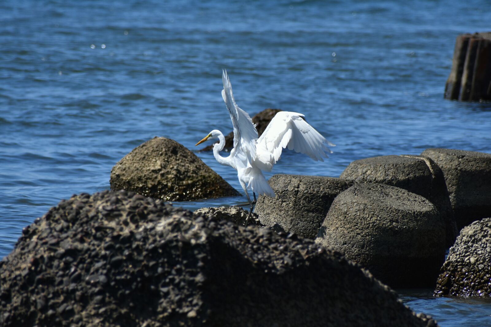 Nikon D7200 sample photo. Animal, sea, river photography