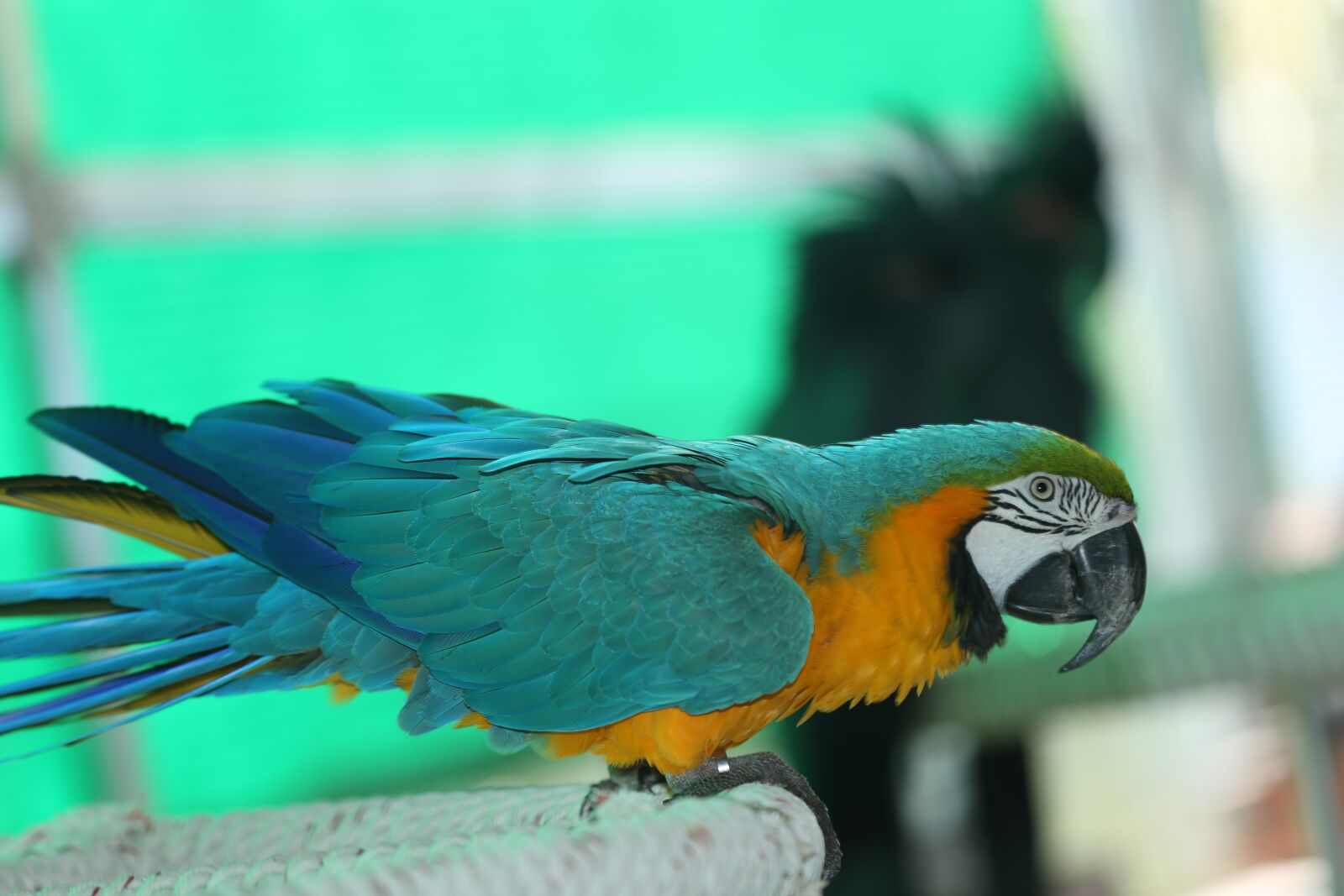 Canon EOS 5D Mark III sample photo. Green parakeet, yellow parakeet photography