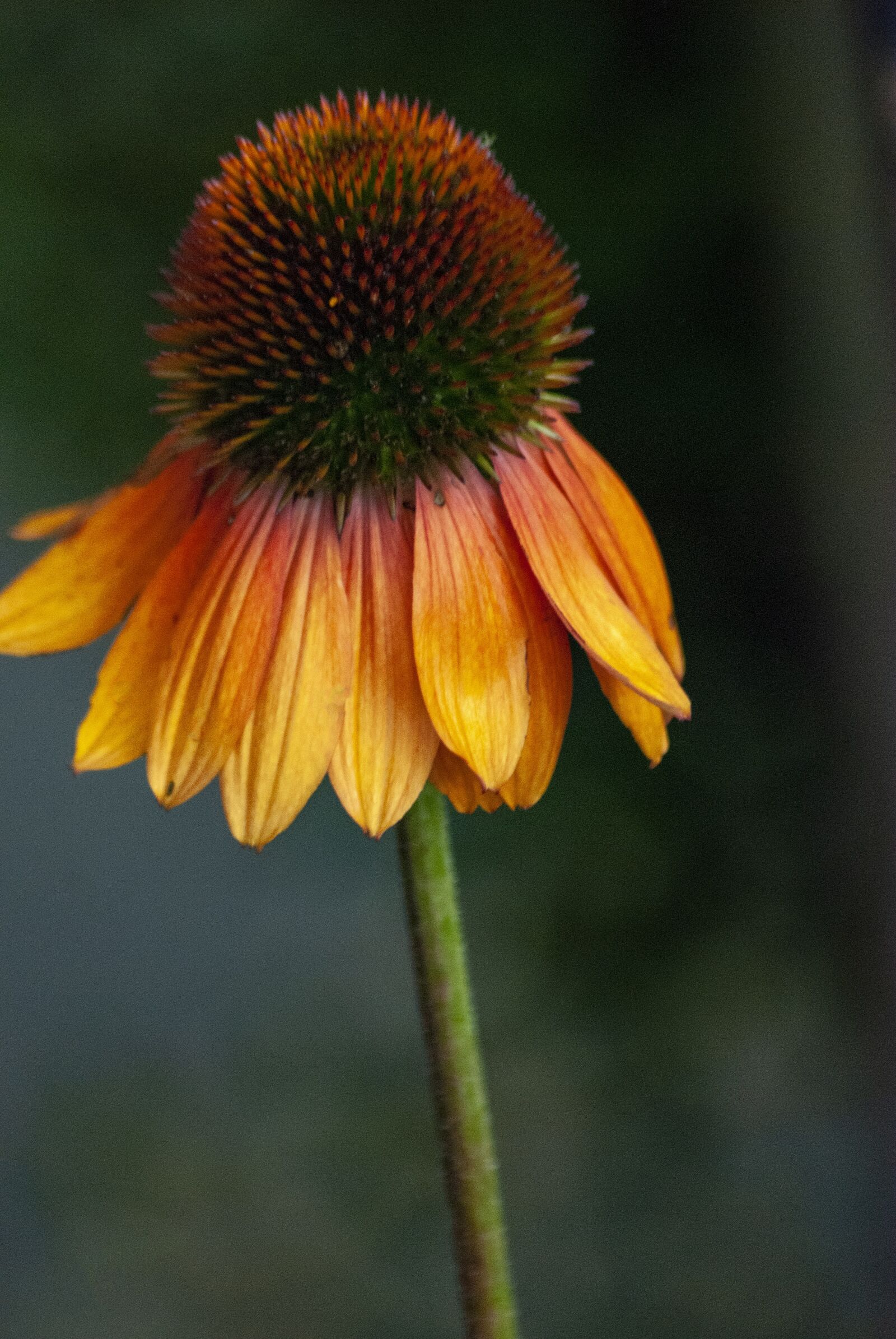 Nikon D80 sample photo. Coneflower, pollen, flower photography