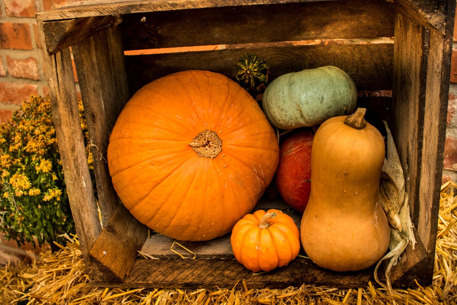Canon EOS 750D (EOS Rebel T6i / EOS Kiss X8i) sample photo. Pumpkin, autumn, pumpkin decoration photography