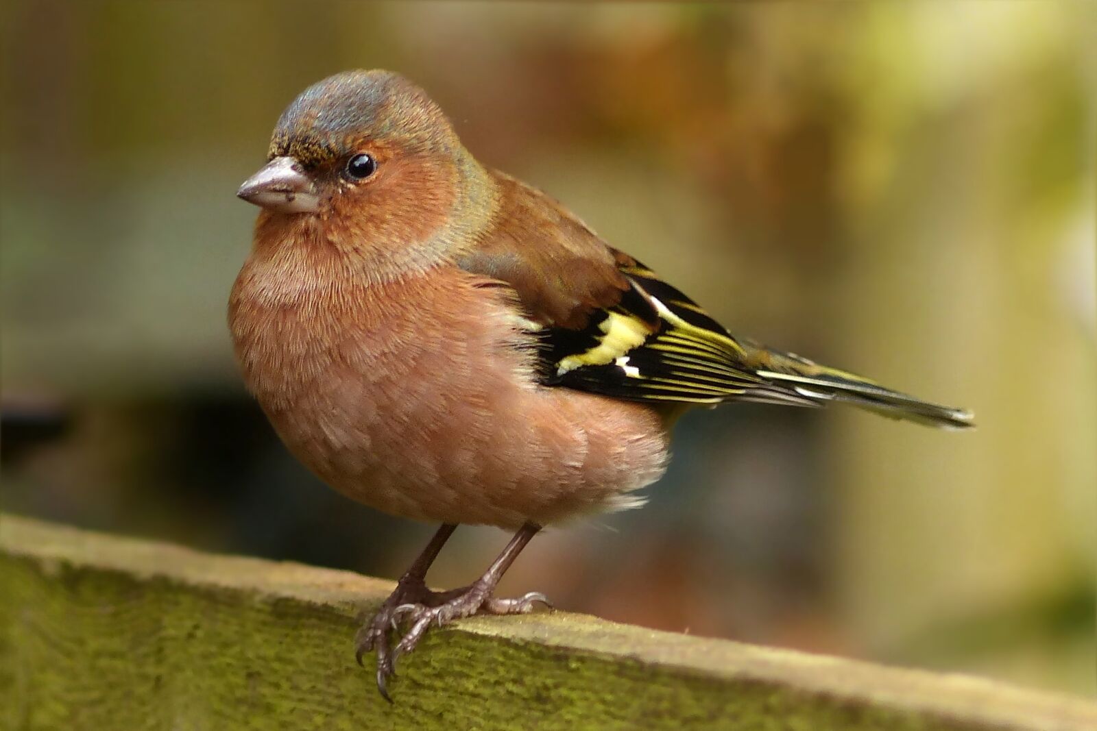 Panasonic Lumix DMC-FZ200 sample photo. Bird, songbird, chaffinch photography