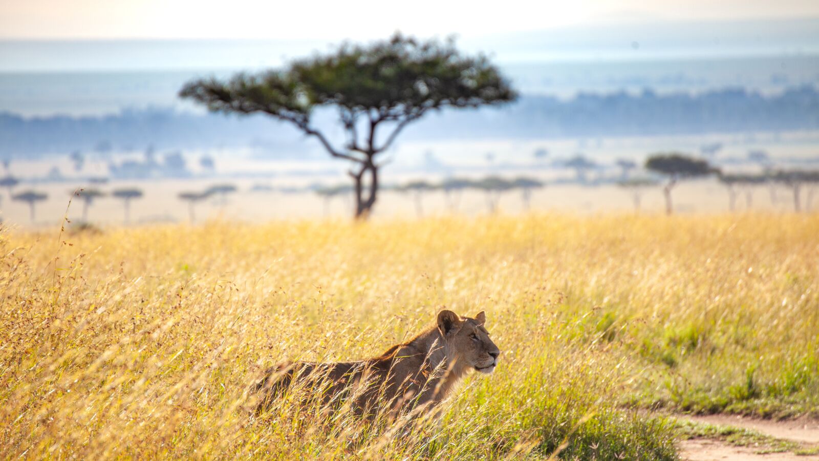 Canon EOS 5D Mark II sample photo. Savannah, kenya, lion photography