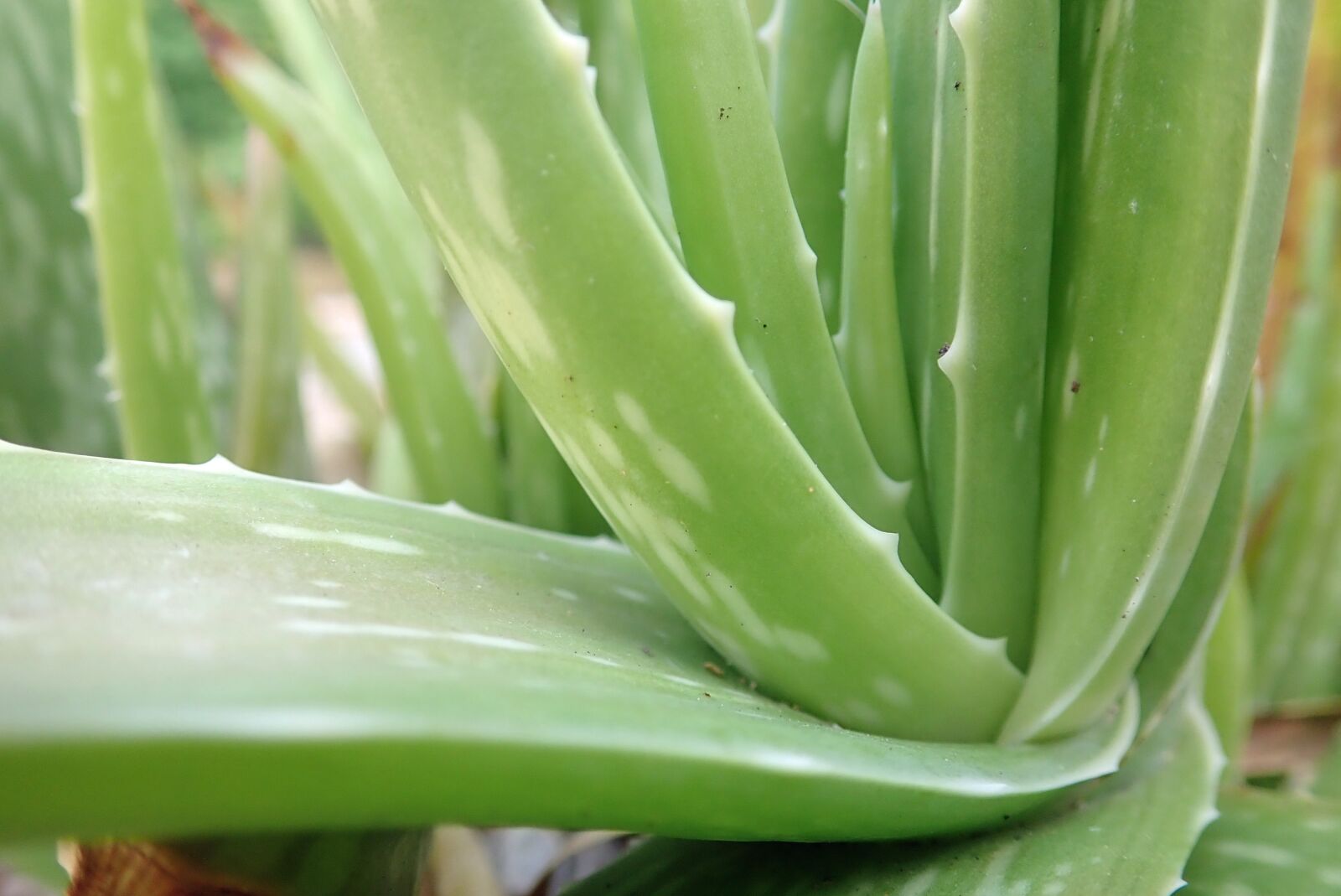 Olympus TG-5 sample photo. Aloe vera, plant, aloe photography