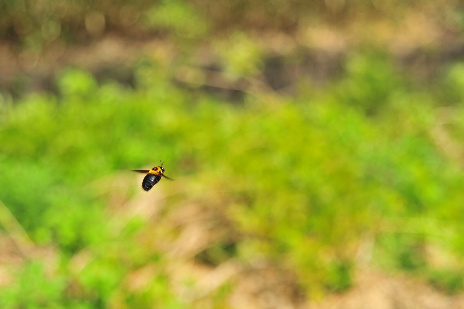 Nikon D700 sample photo. Bee, fly, spring photography