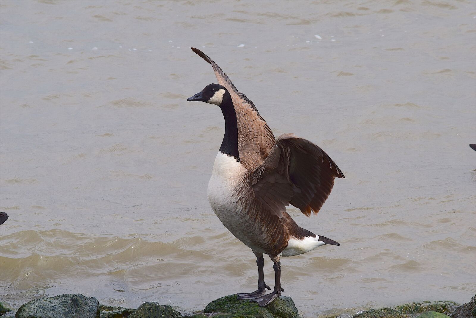 Nikon D3300 sample photo. Goose, water, river photography