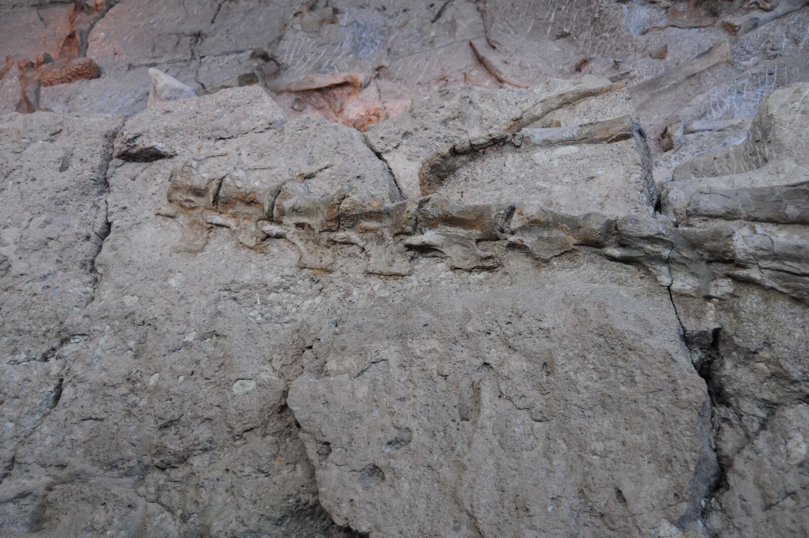 Nikon D90 sample photo. Dinasour, bones, jurassic photography