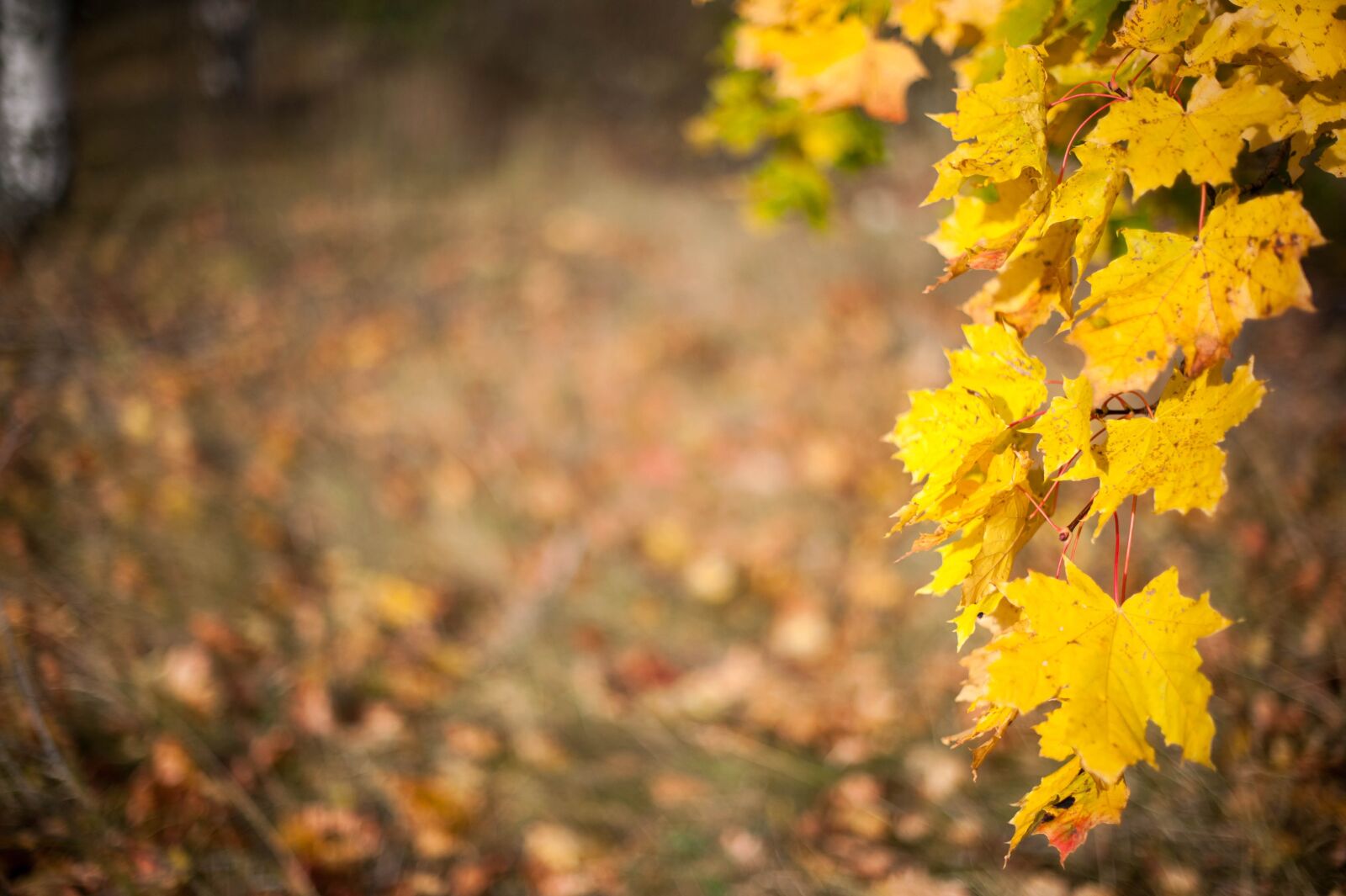 Nikon D700 sample photo. Autumn, leaf, yellow leaves photography