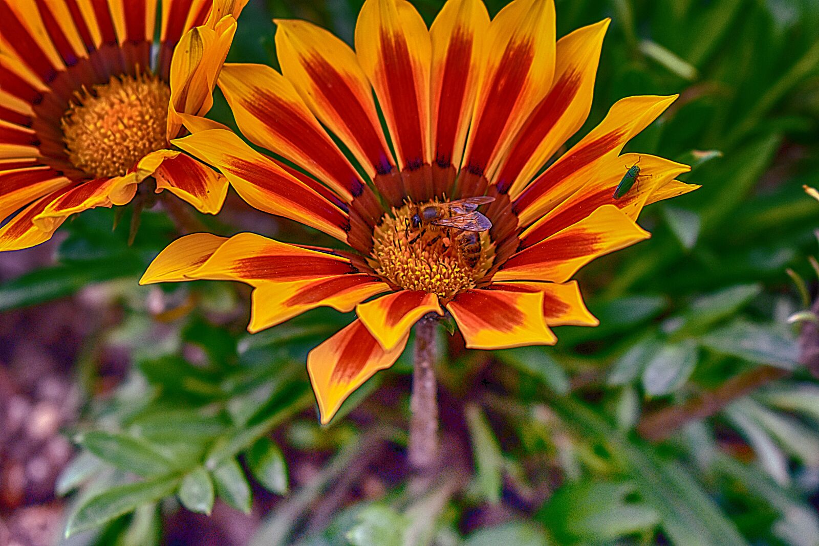 Nikon D3400 sample photo. Flower, nature, spring photography
