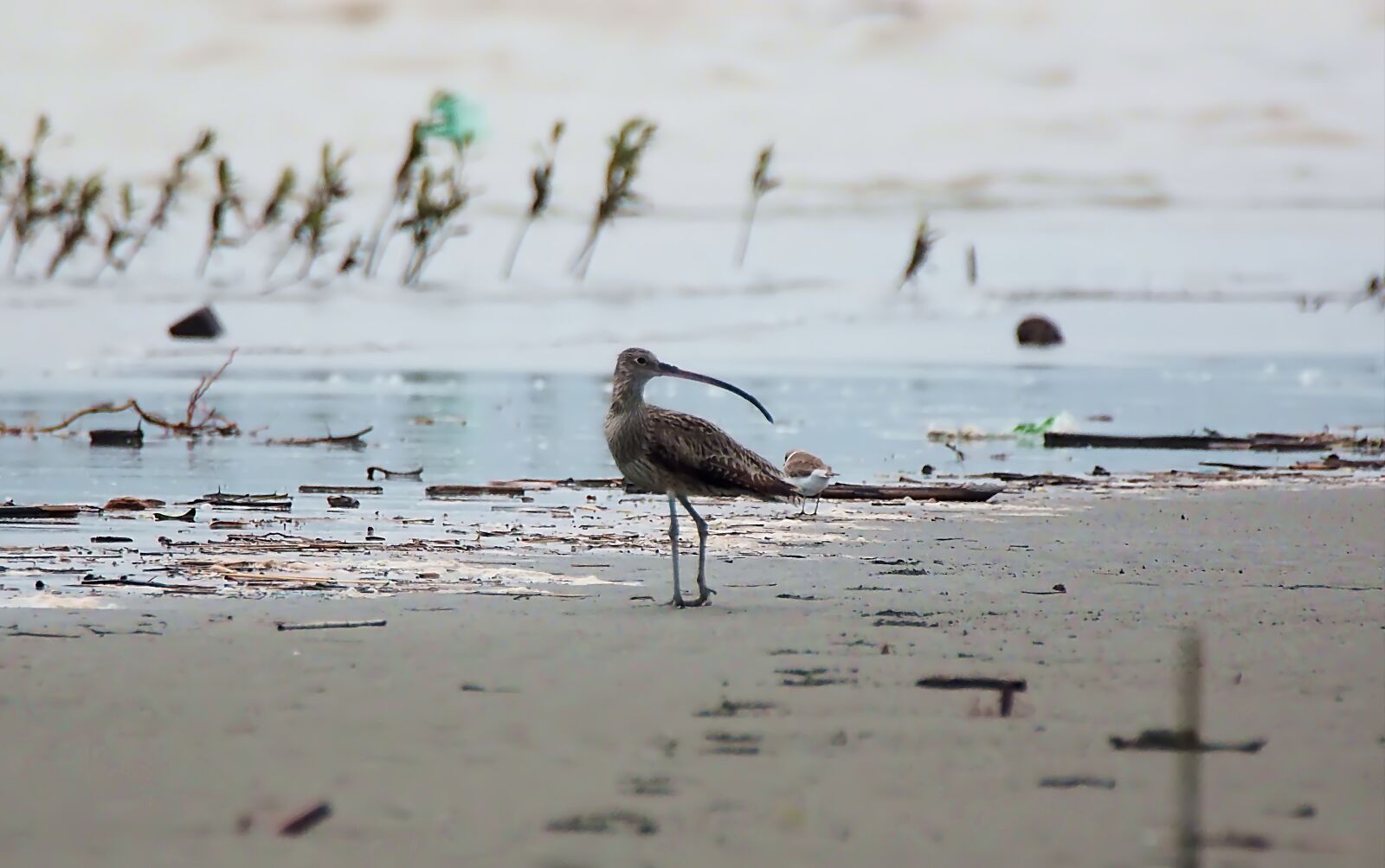 Olympus OM-D E-M1 sample photo. Juvenile curlew, migratory, bird photography