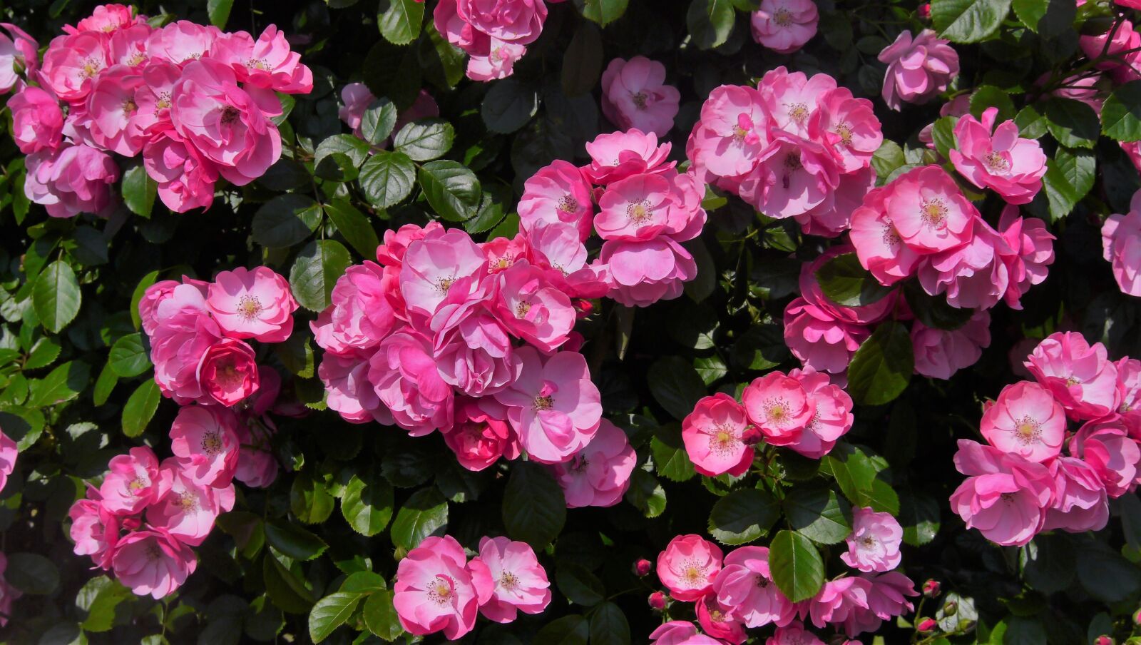 Panasonic Lumix DMC-GX1 sample photo. Verny park, rose, pink photography