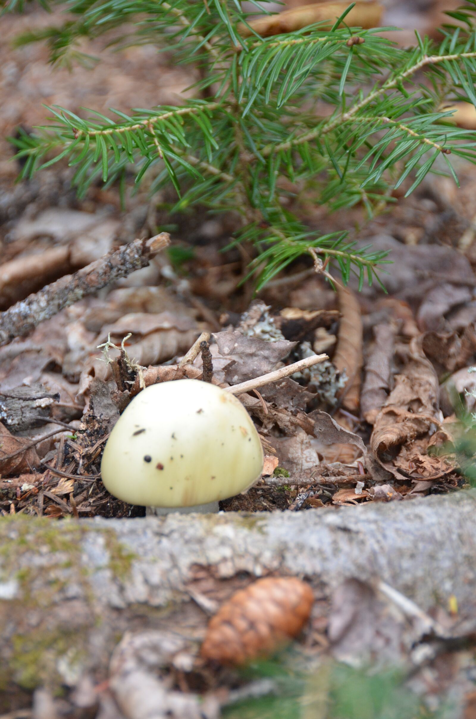 Nikon D5100 sample photo. Fungus, nature, forest photography