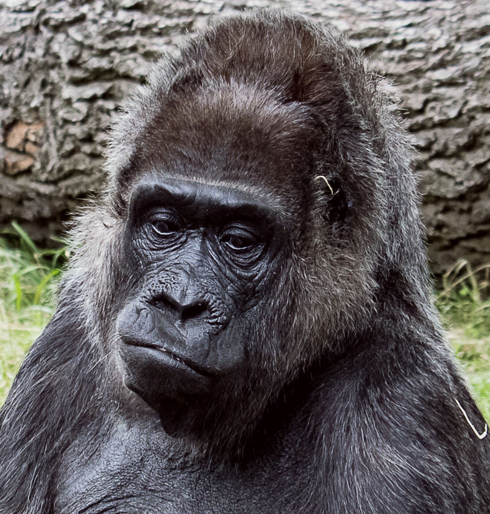 Canon EF-S 55-250mm F4-5.6 IS STM sample photo. Gorilla, mammal, animal photography