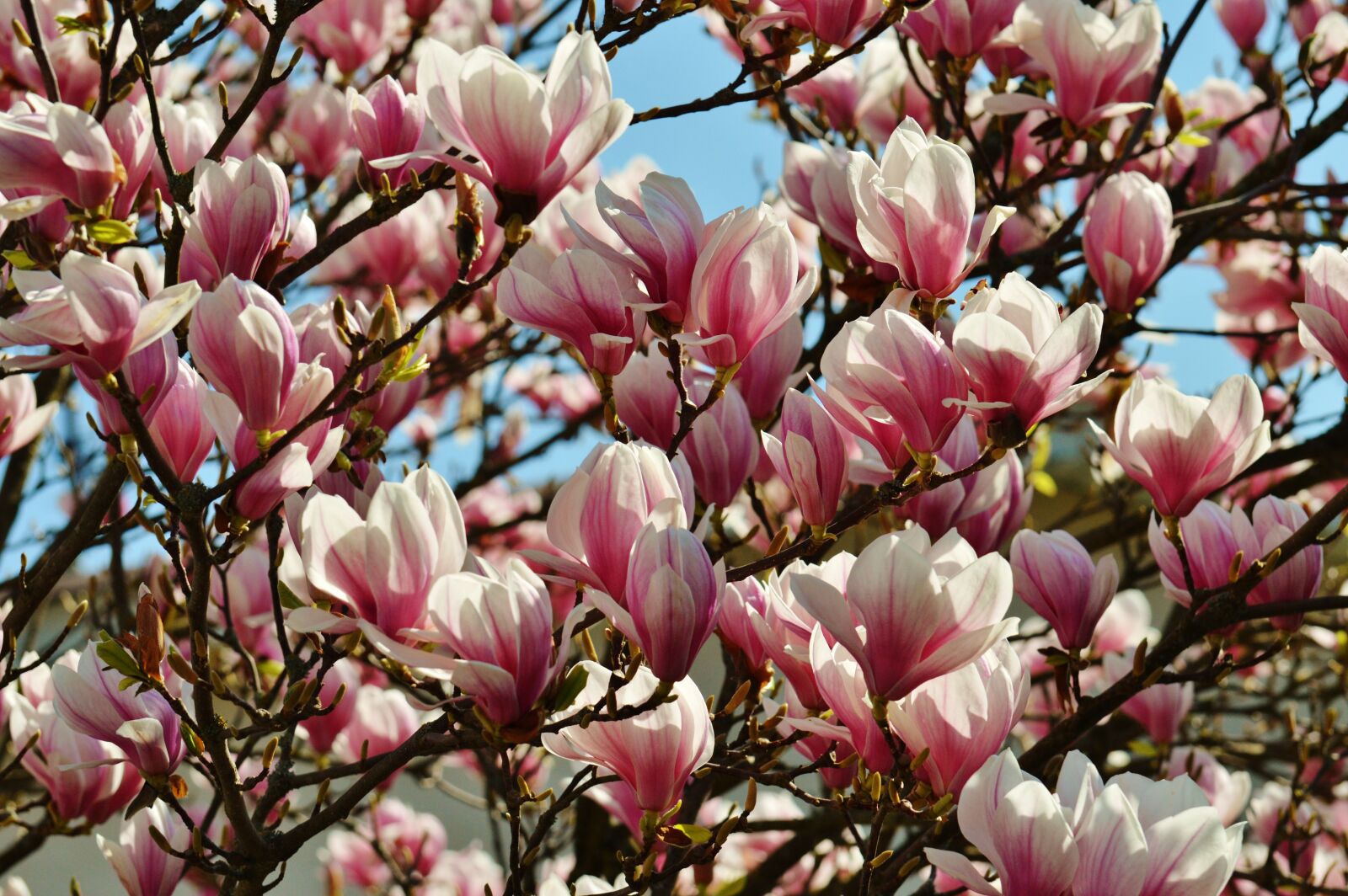 Nikon D3200 sample photo. Magnolia, spring, flowers photography