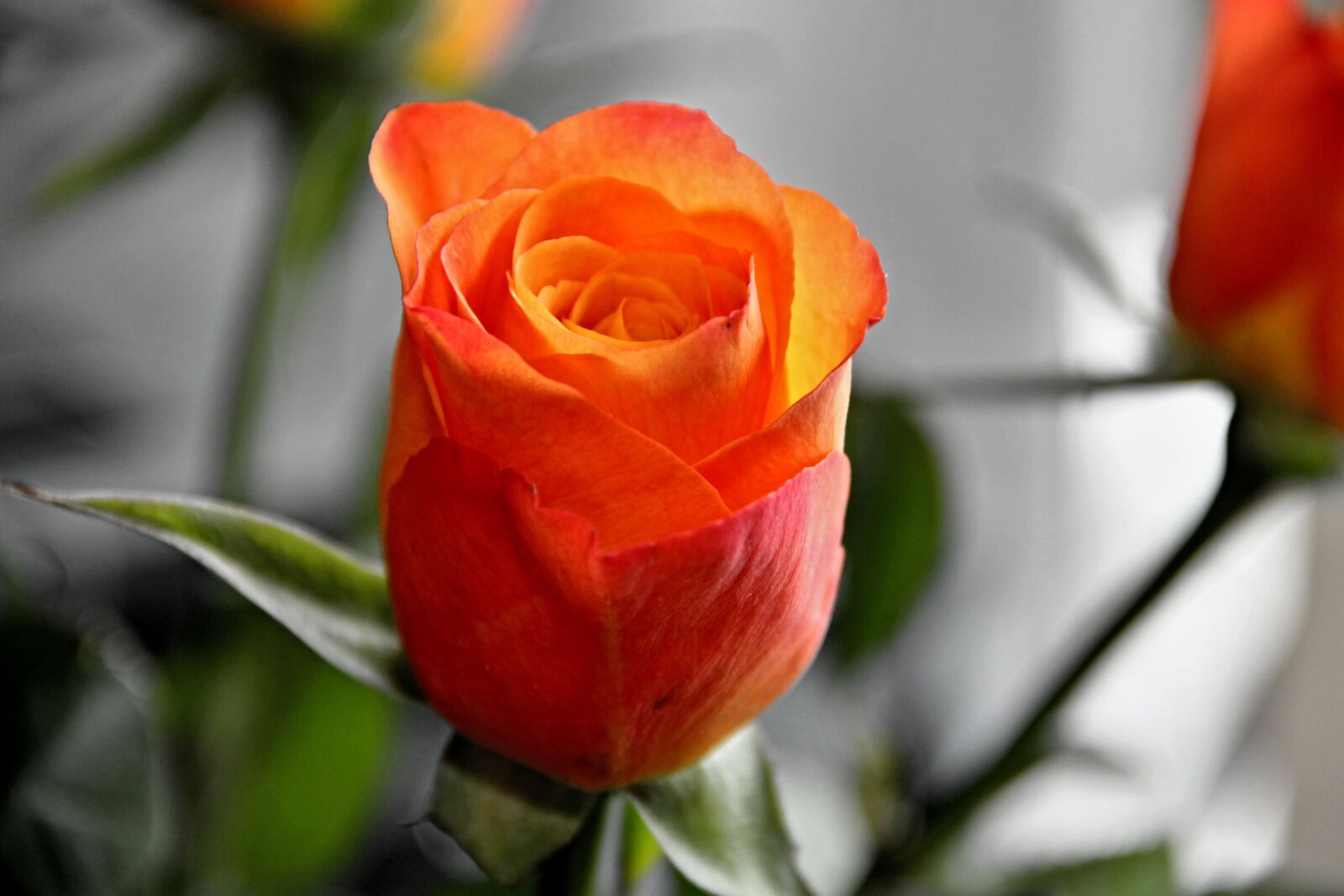 Canon EOS 1100D (EOS Rebel T3 / EOS Kiss X50) sample photo. Rose, blossom, bloom photography