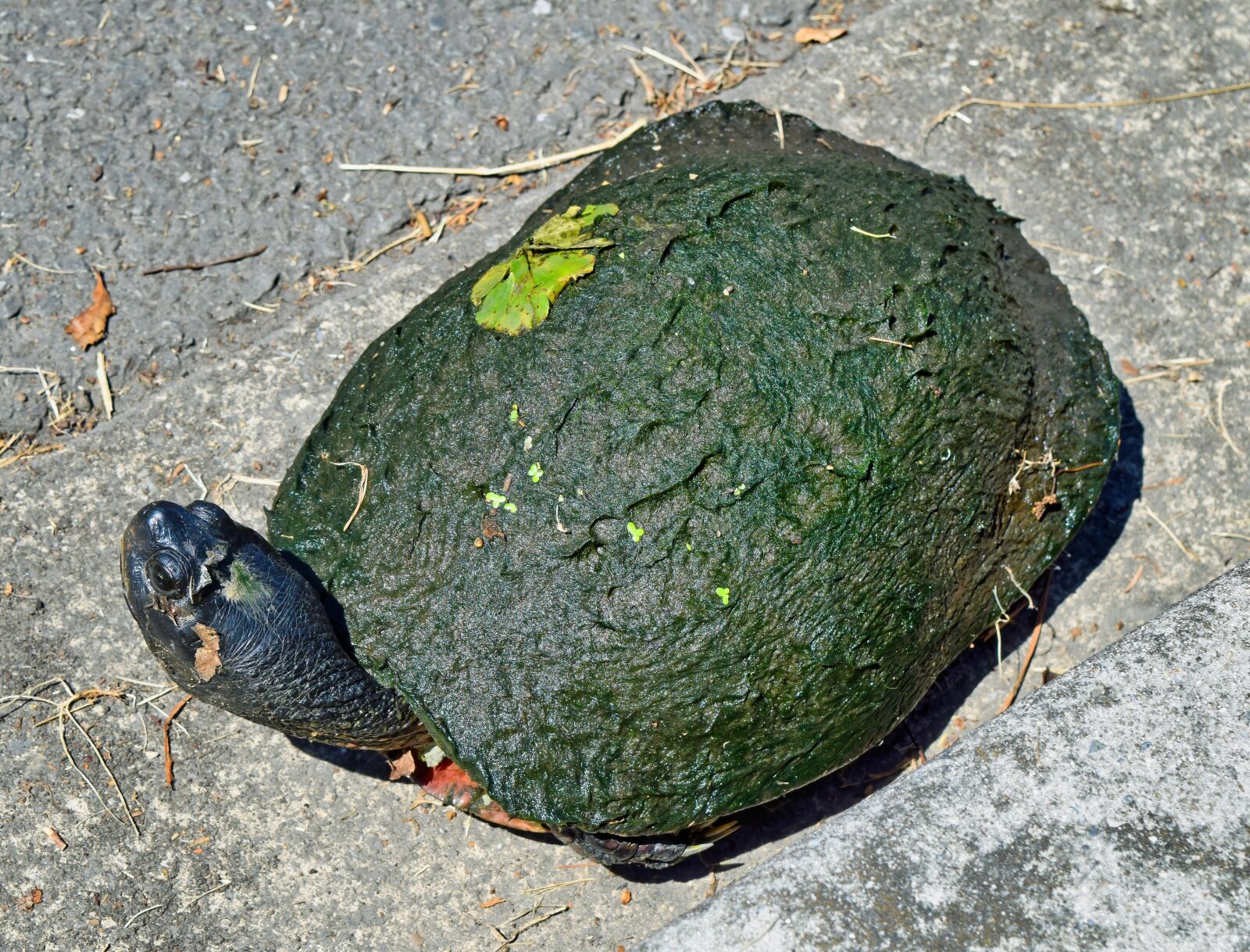 Nikon D3300 sample photo. Wood, turtle, tort photography