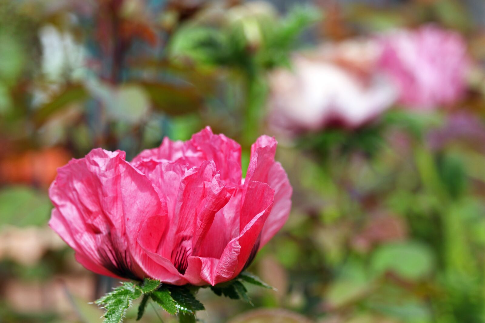 Canon EF-S 55-250mm F4-5.6 IS STM sample photo. Poppy, pink poppy, pink photography