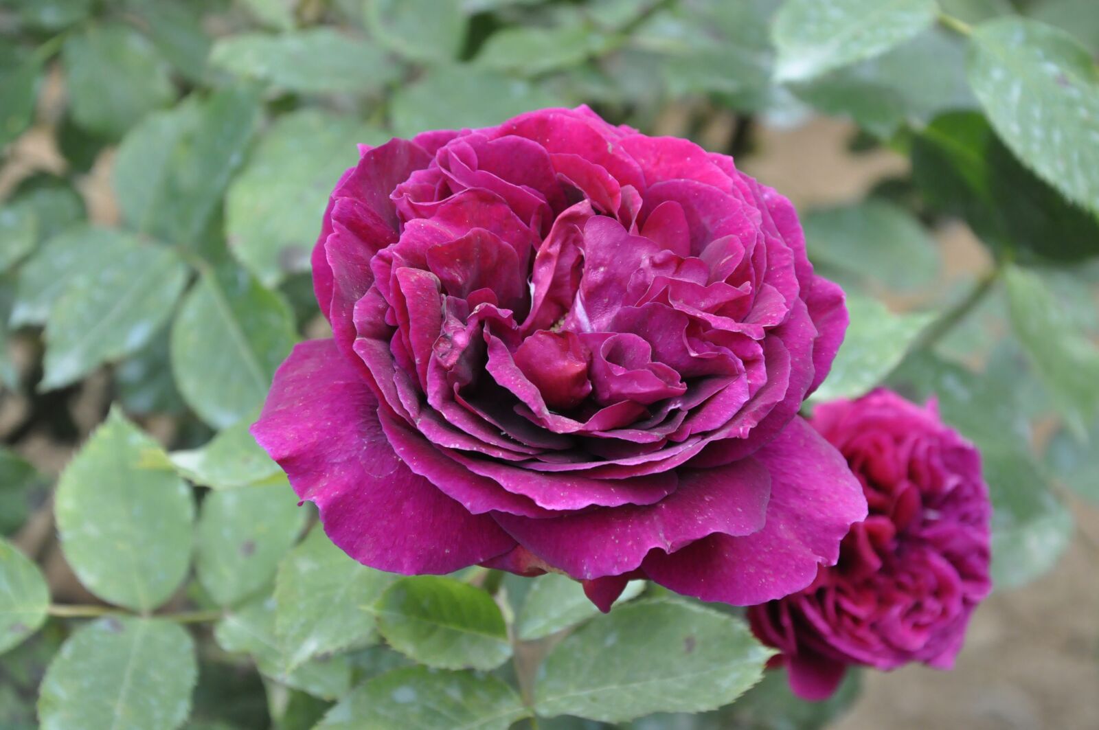 Nikon D90 sample photo. Rose, georgia, flower photography