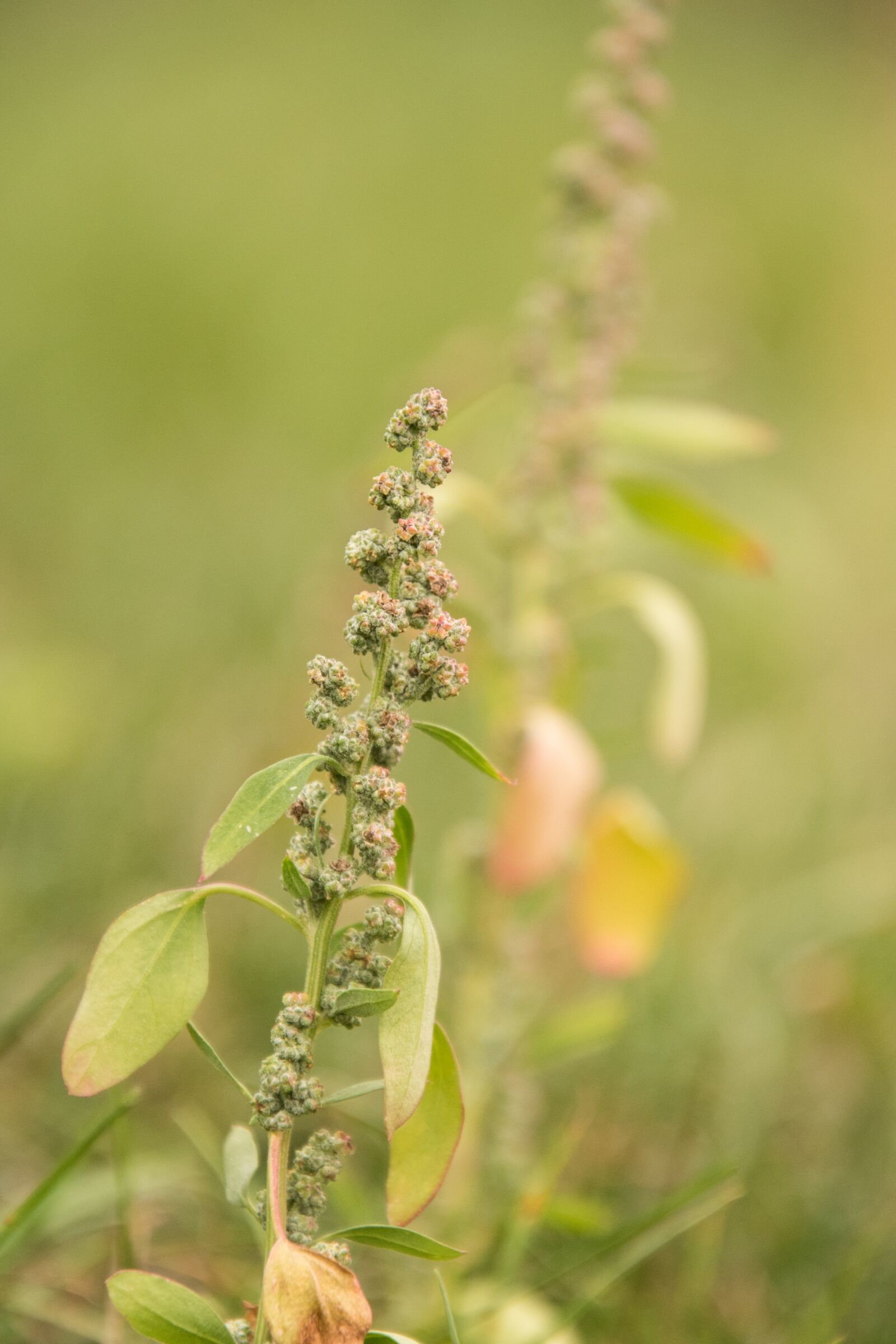 Nikon D750 sample photo. Plant, grow, halm photography