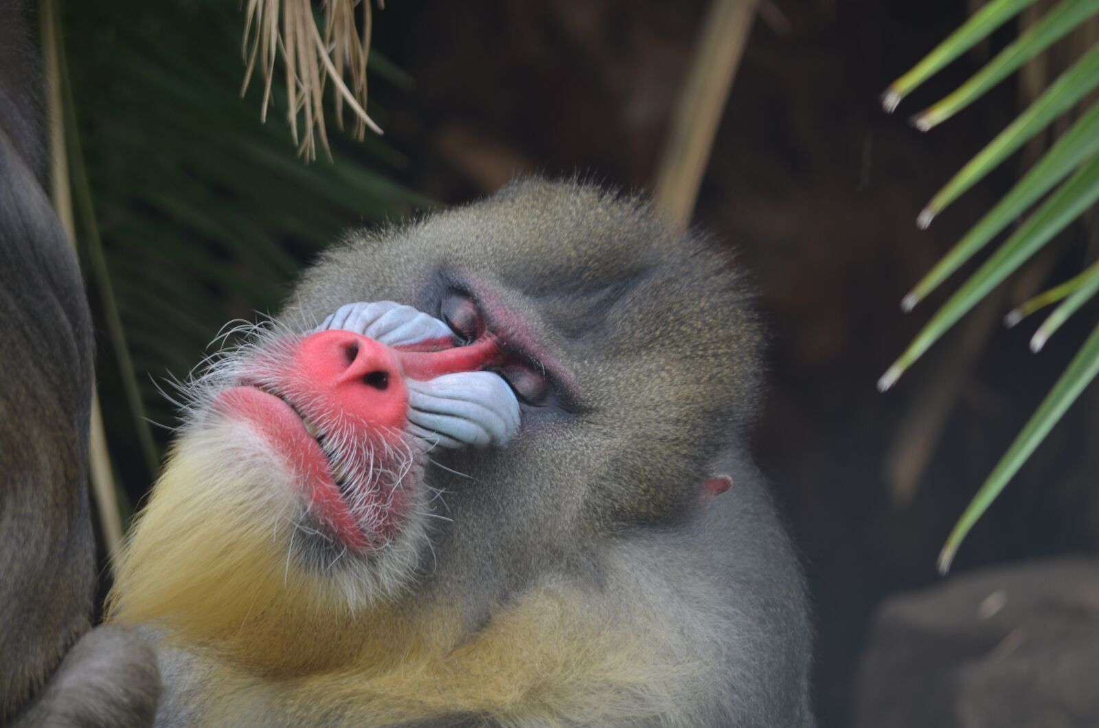 Nikon D5100 sample photo. Mandrile, ape, monkey photography