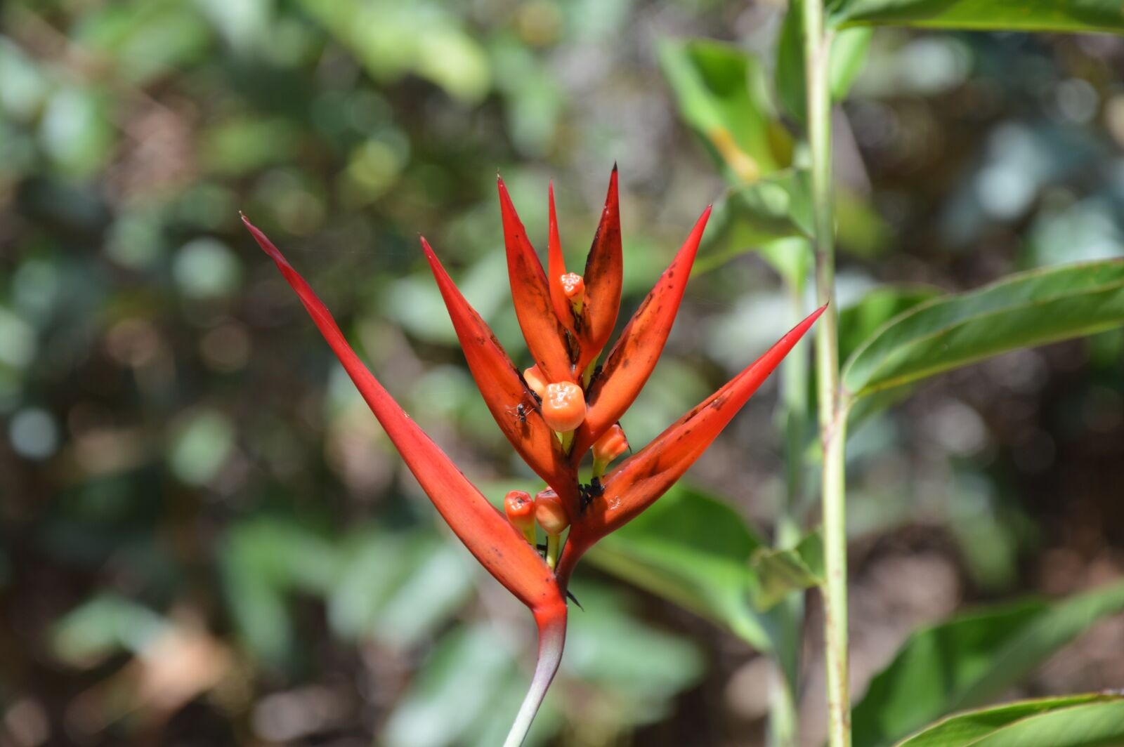 Nikon D3200 sample photo. Flower, nature, orange photography