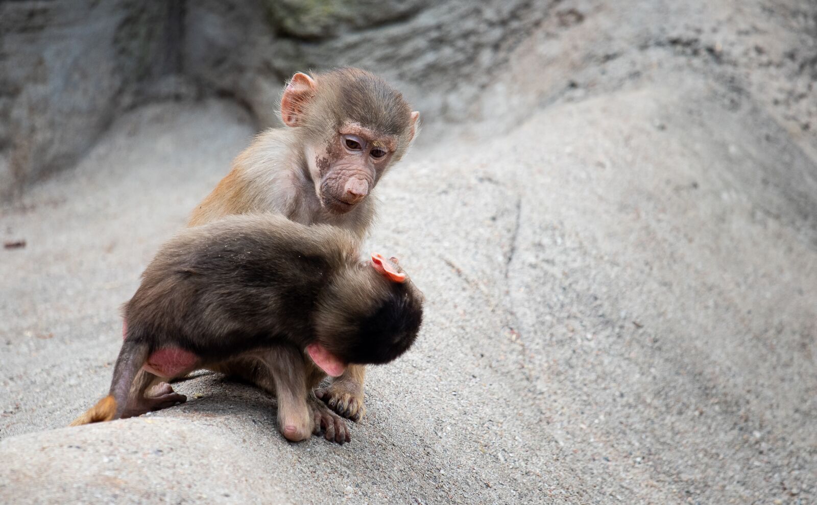 Canon EOS 80D sample photo. Ape, primate, mammal photography