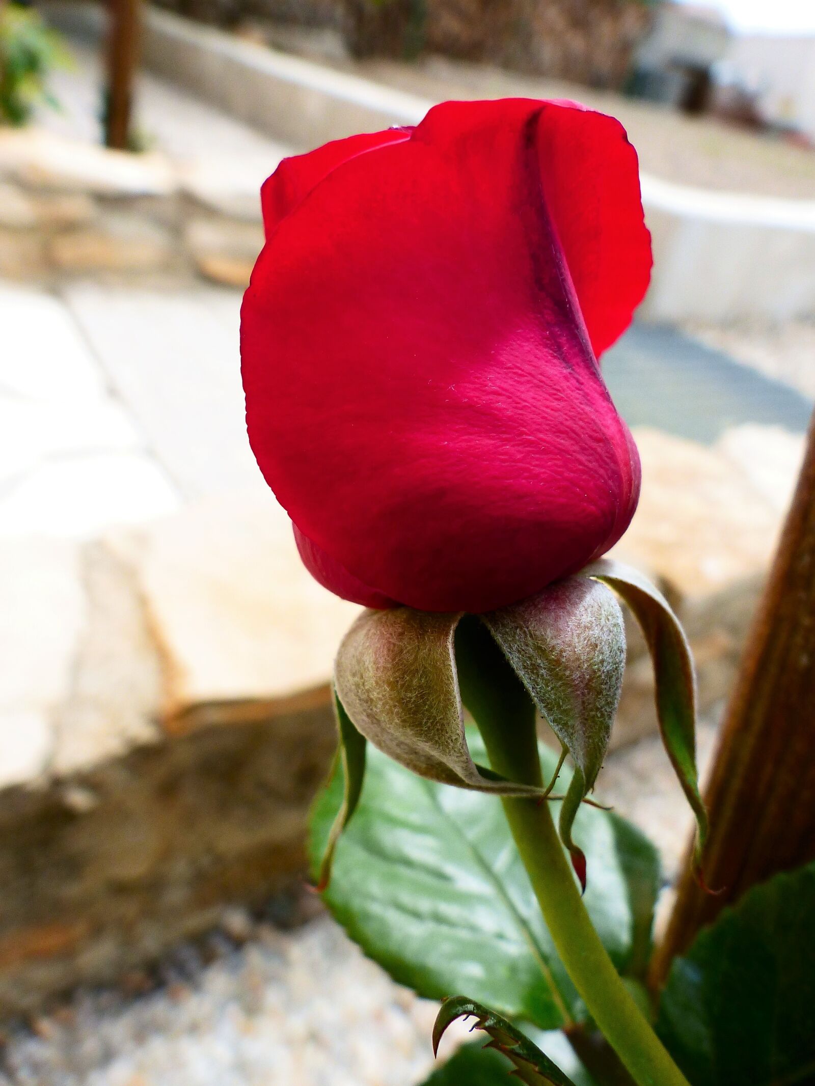 Panasonic Lumix DMC-FZ200 sample photo. Flower, nature, plant photography