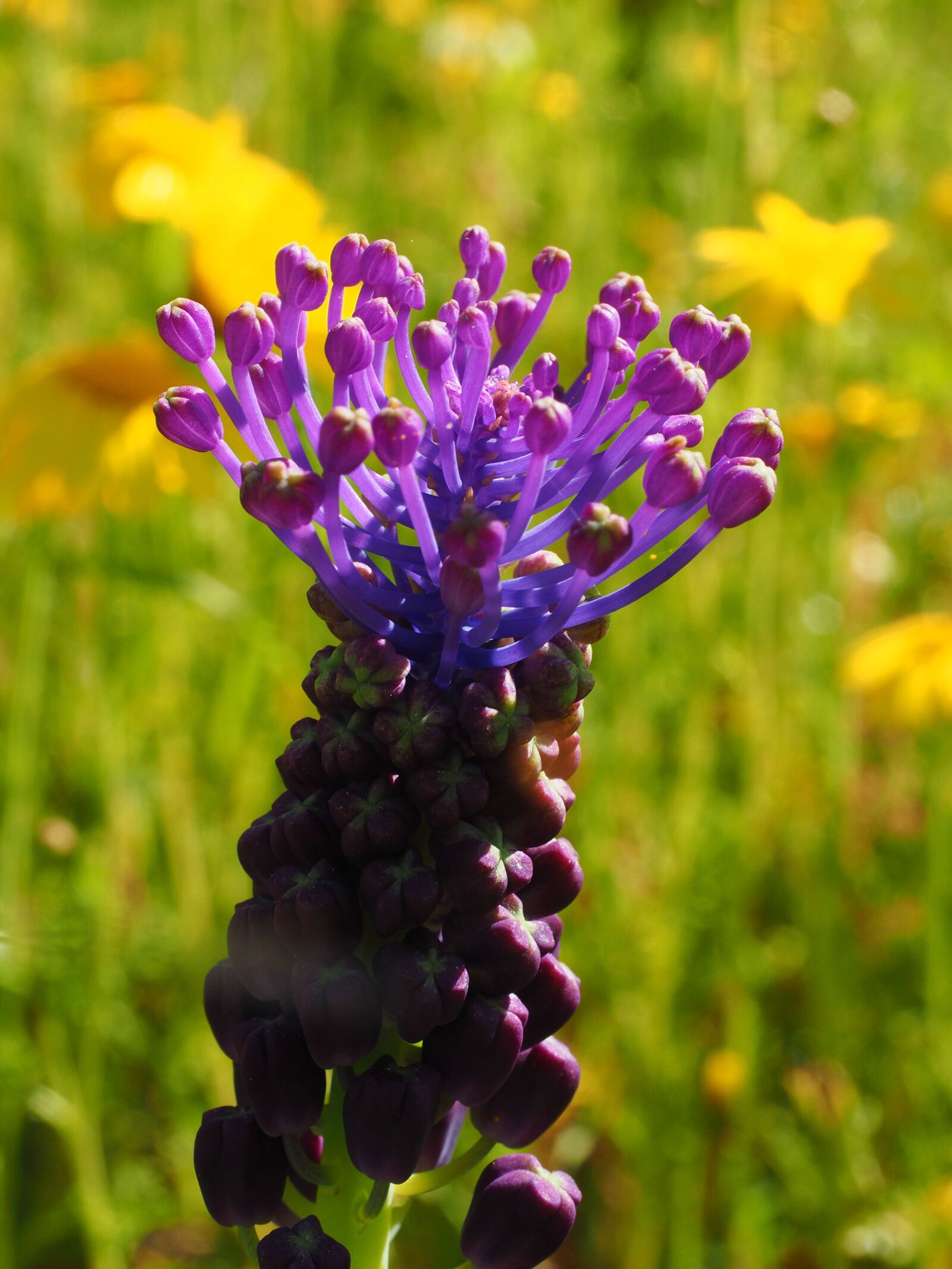 Olympus OM-D E-M1 + Olympus M.Zuiko Digital ED 12-40mm F2.8 Pro sample photo. Schopf-grape hyacinth, blossom, bloom photography