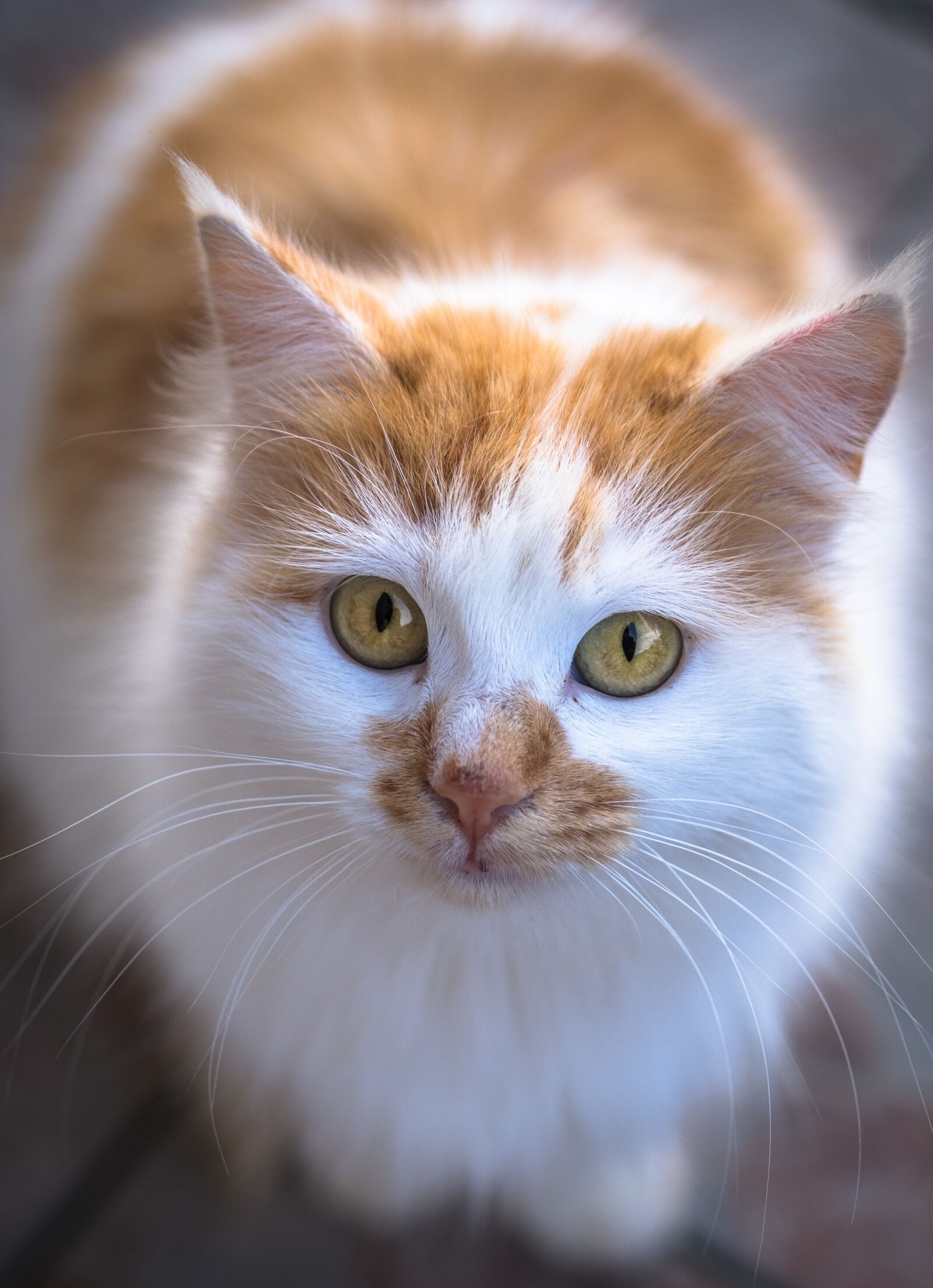 Fujifilm X-T20 + Fujifilm XF 60mm F2.4 R Macro sample photo. Cat, in the doghouse photography
