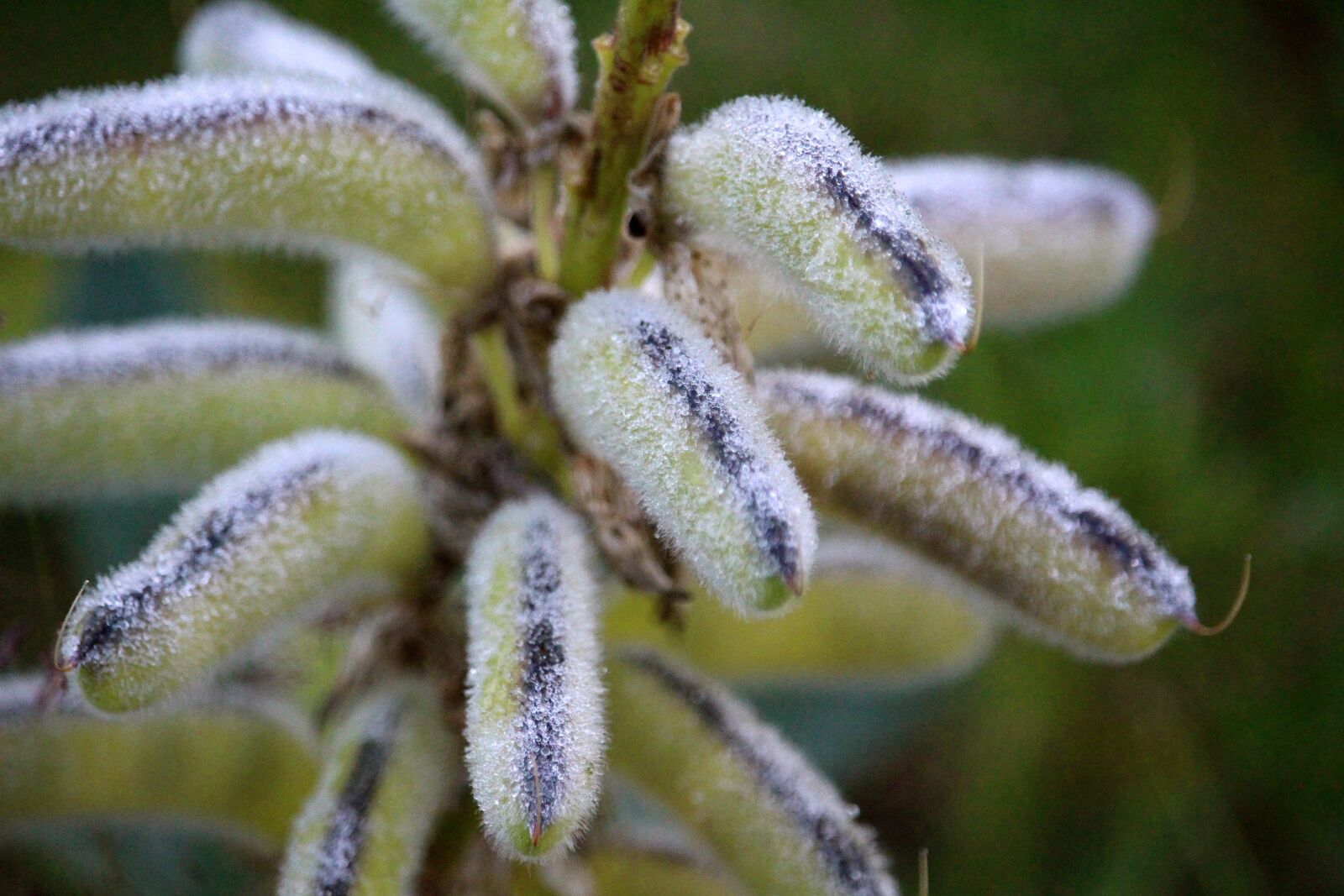 Canon EF-S 55-250mm F4-5.6 IS STM sample photo. Plant, dew, drip photography