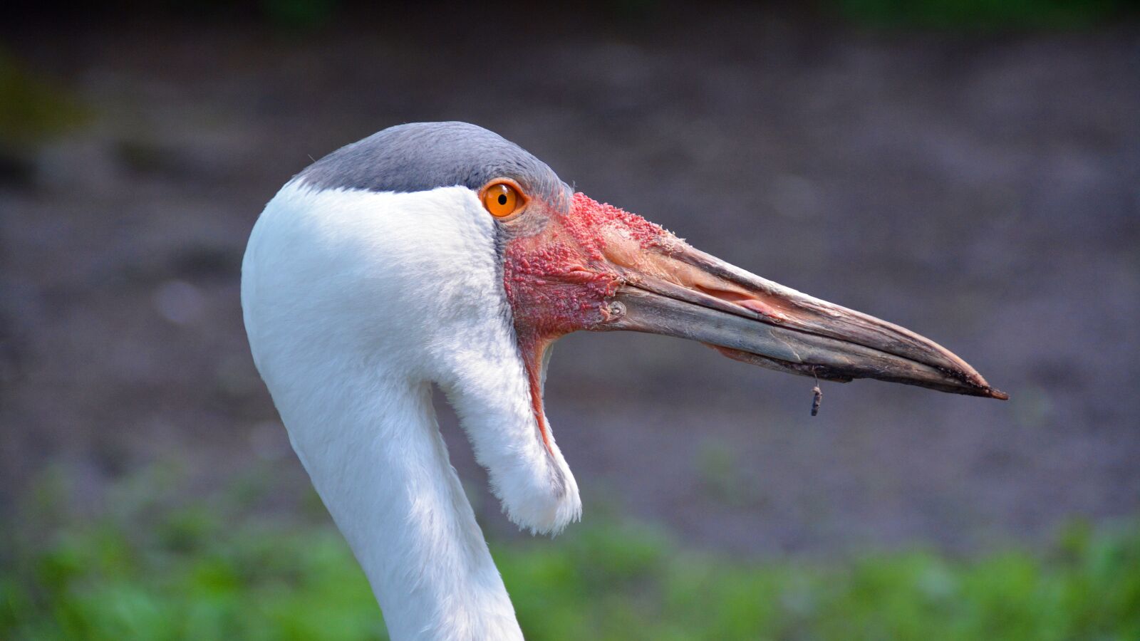 Nikon D5200 sample photo. Wattled crane, crane, bird photography