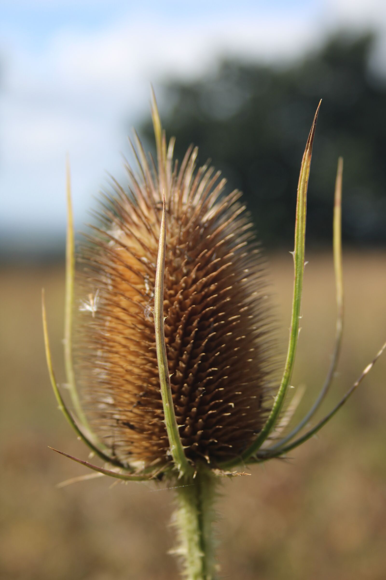 Canon EF-S 18-55mm F3.5-5.6 sample photo. Thistle head, nature, plant photography