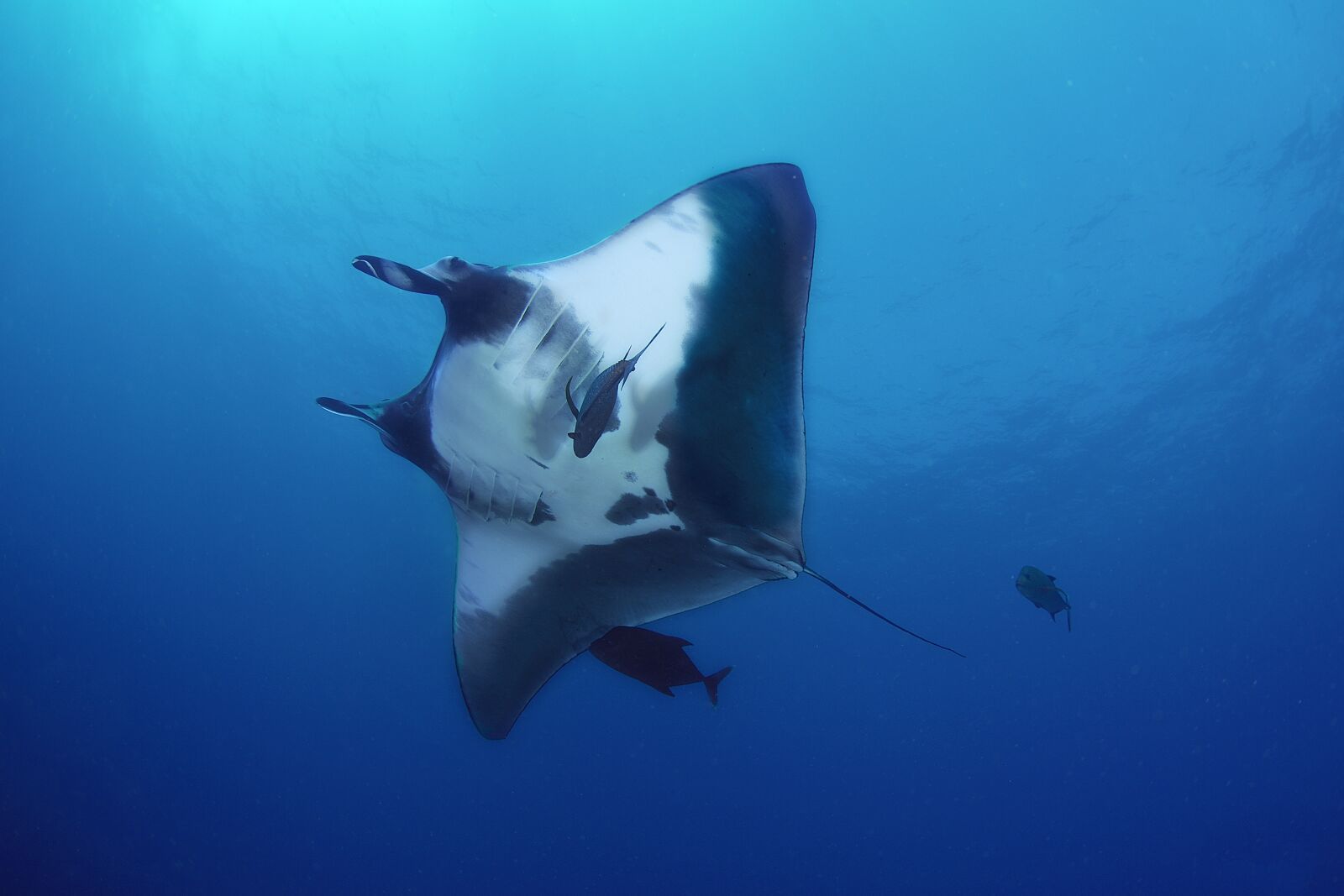 Nikon D200 sample photo. Manta, mexico, islands photography