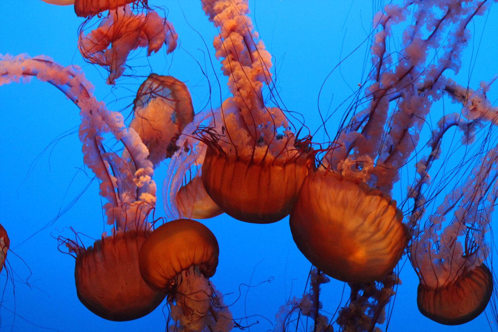 Canon EF 75-300mm f/4-5.6 USM sample photo. Monterey aquarium, monterey, california photography