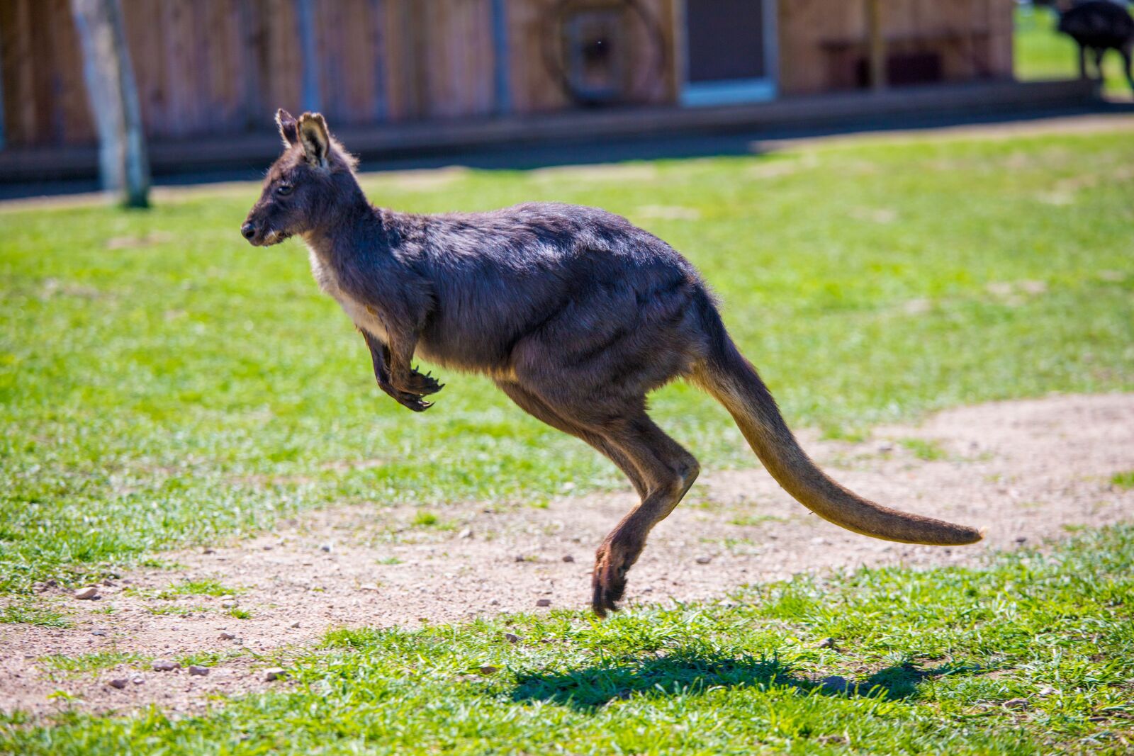 Canon EOS 6D Mark II + Canon EF 70-200mm F4L IS USM sample photo. Kangaroo, jumping photography
