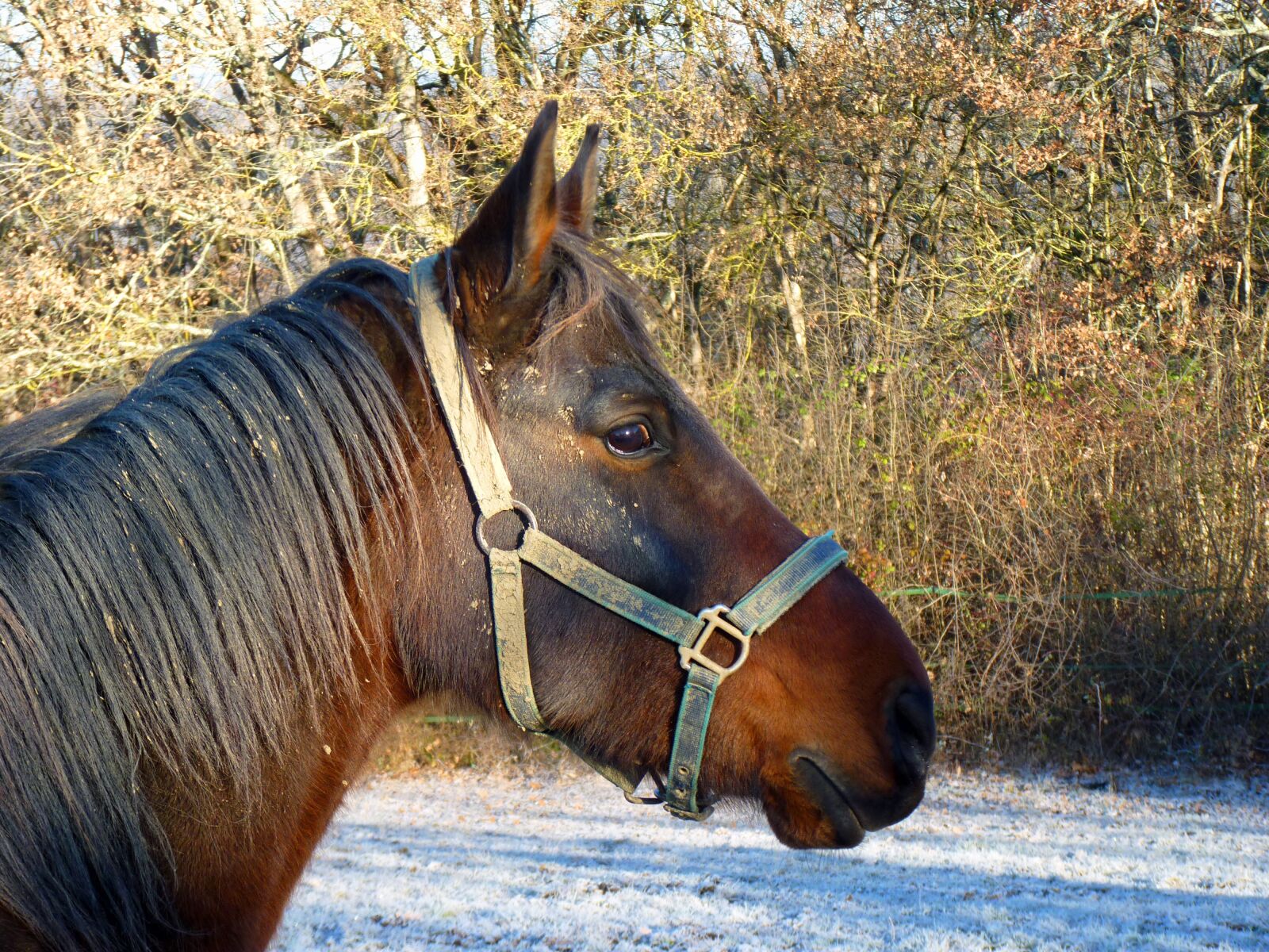 Panasonic Lumix DMC-FZ35 (Lumix DMC-FZ38) sample photo. Horse, pure arab blood photography