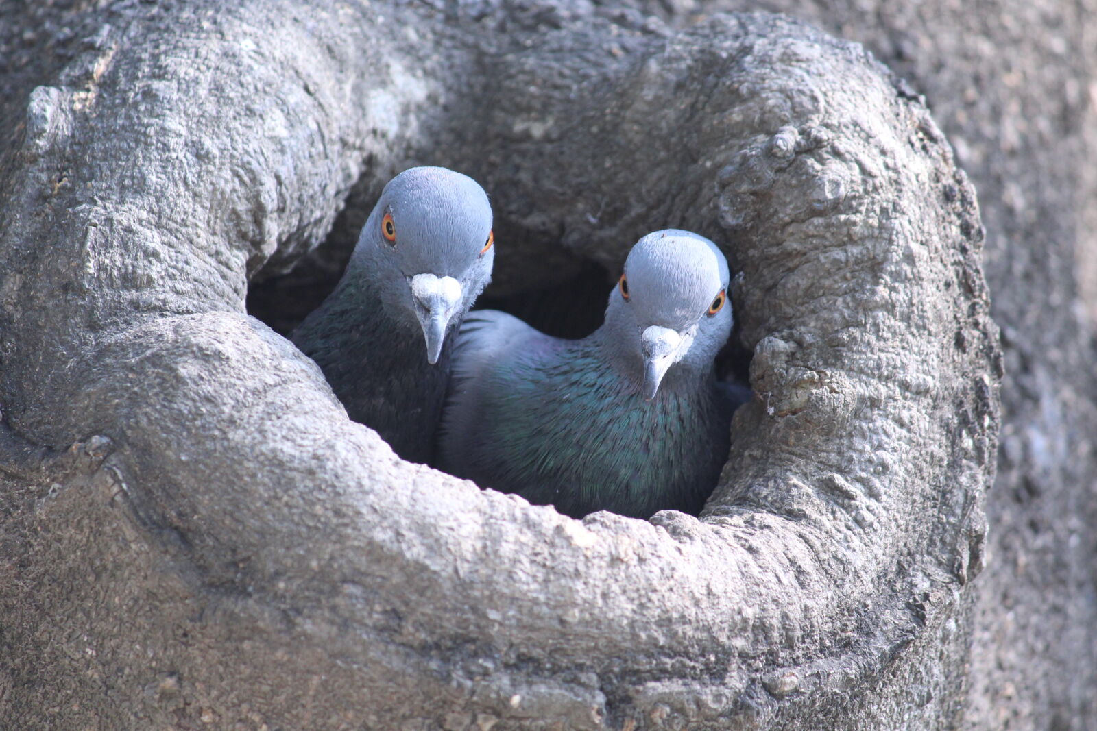 Canon EOS 1200D (EOS Rebel T5 / EOS Kiss X70 / EOS Hi) sample photo. Love, bird photography