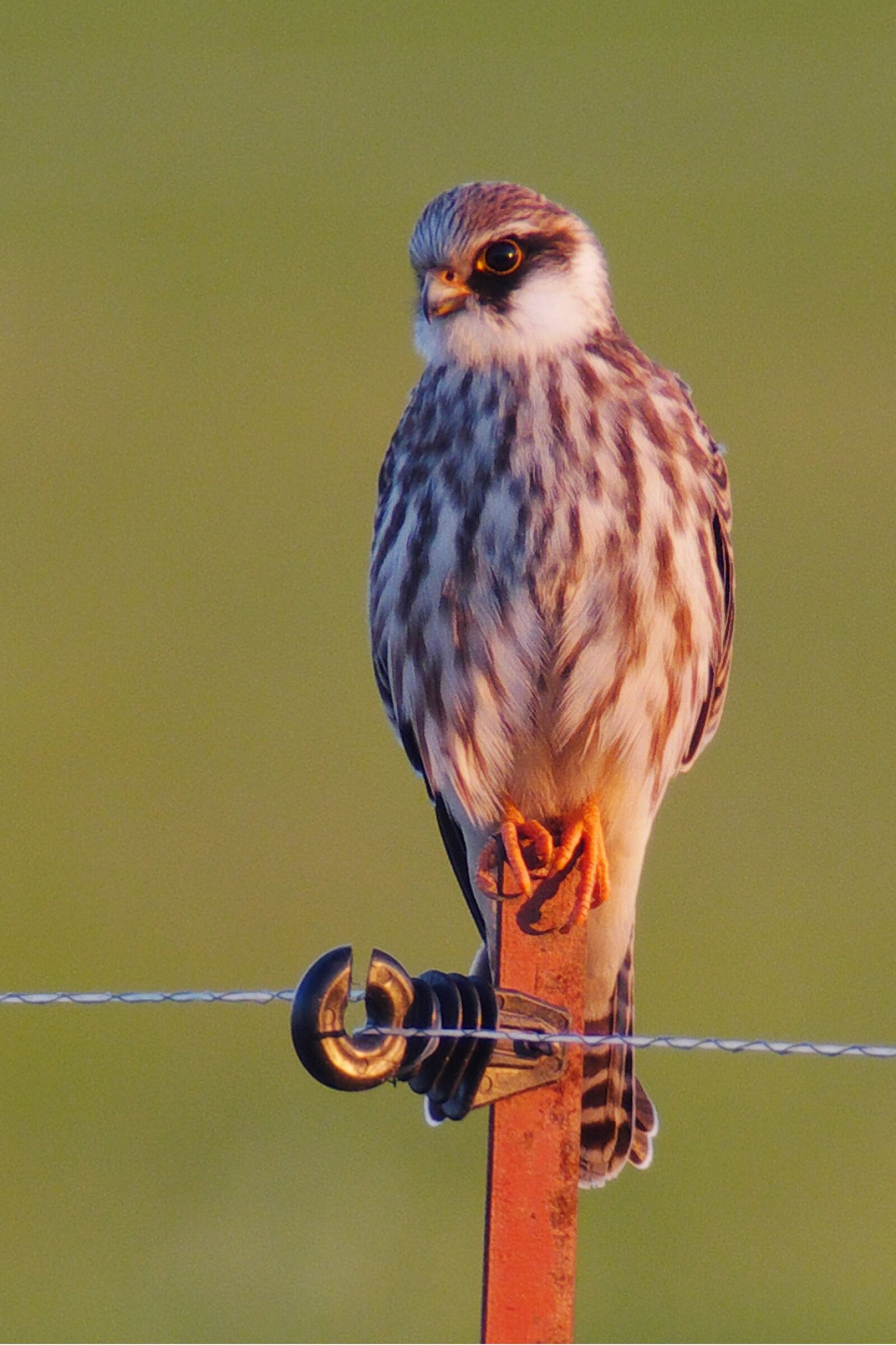 Panasonic Lumix DMC-GX7 sample photo. Bird, falcon, bird of photography