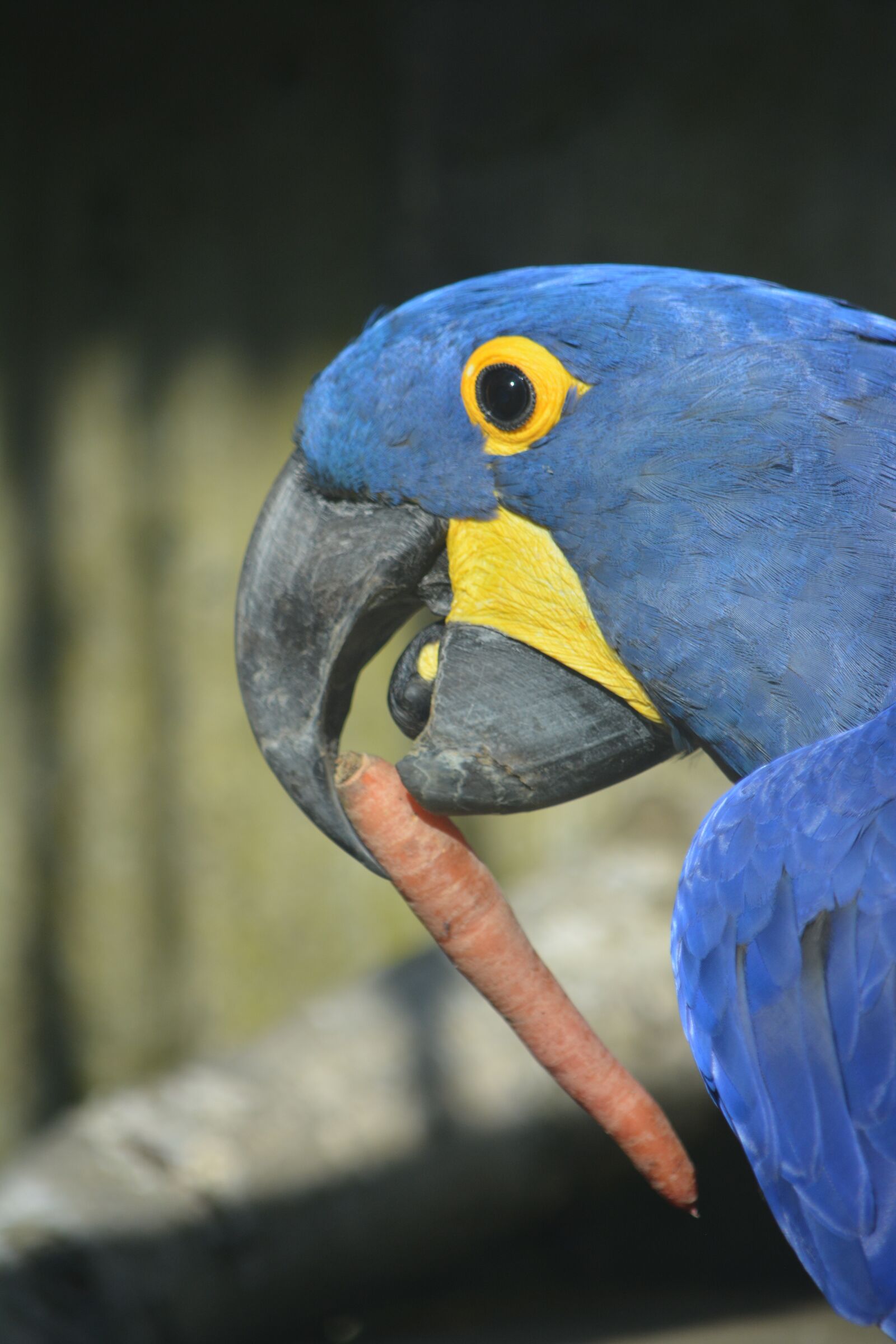 Nikon D5200 sample photo. Bird, nature, animal world photography