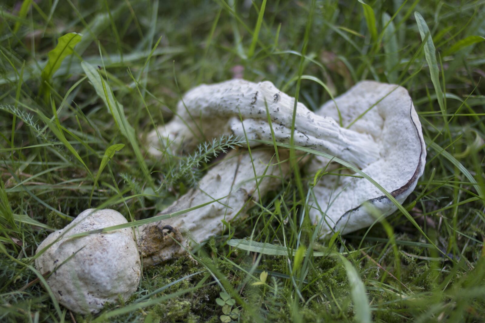 Canon EOS 70D + Canon EF 35mm F2 sample photo. Mushroom, grass, green photography