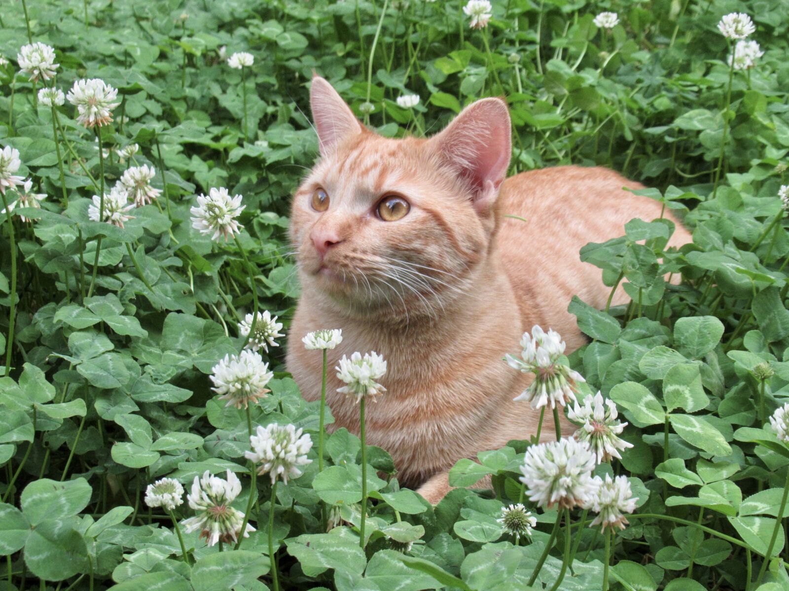 Canon PowerShot SX620 HS sample photo. Pilot in clover field photography