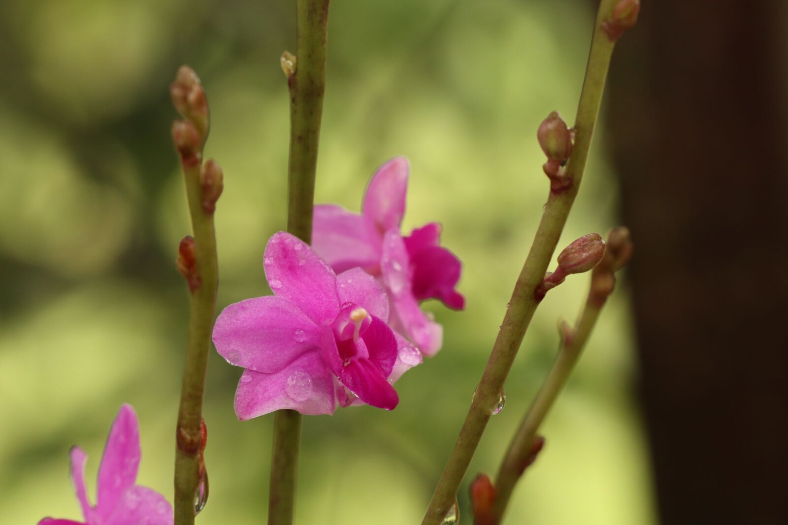 Canon EF-M 18-150mm F3.5-6.3 IS STM sample photo. Pink orchid, beautiful, small photography