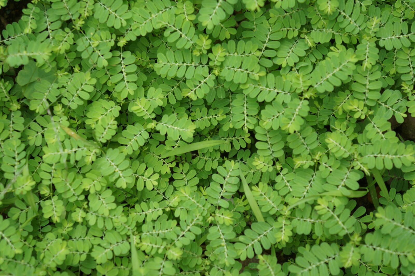 Sony Alpha NEX-5N sample photo. Lawn, green, nature photography