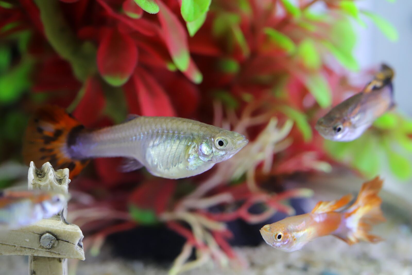 Canon EOS 6D Mark II sample photo. Goofy, tropical fish, fish photography