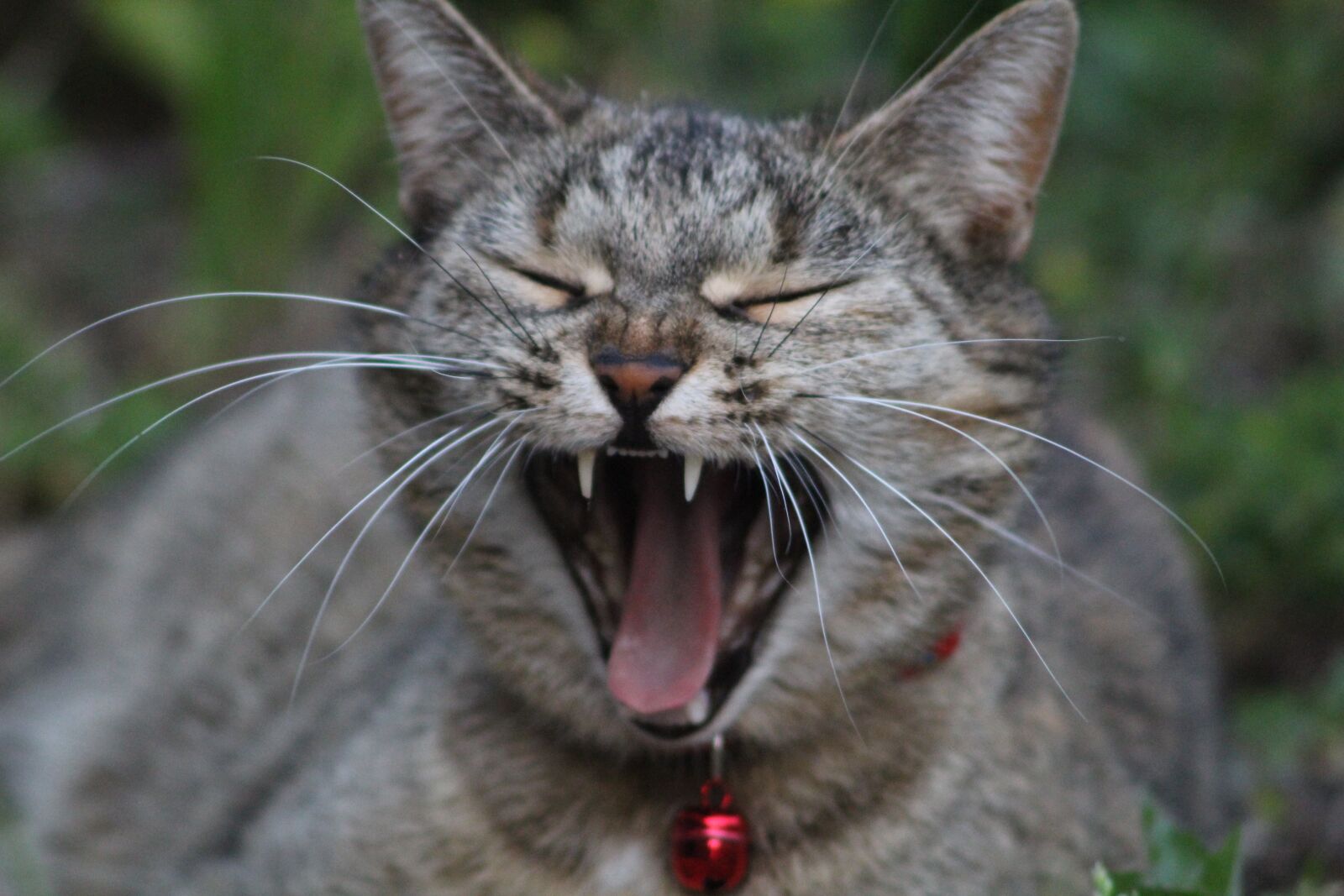 Canon EF 75-300mm F4.0-5.6 IS USM sample photo. Cat, tired, yawn photography