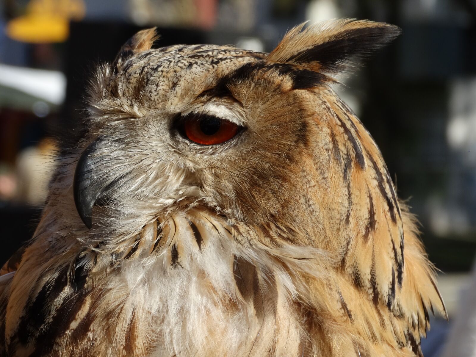 Sony Cyber-shot DSC-HX300 sample photo. Owl, brown, animal photography