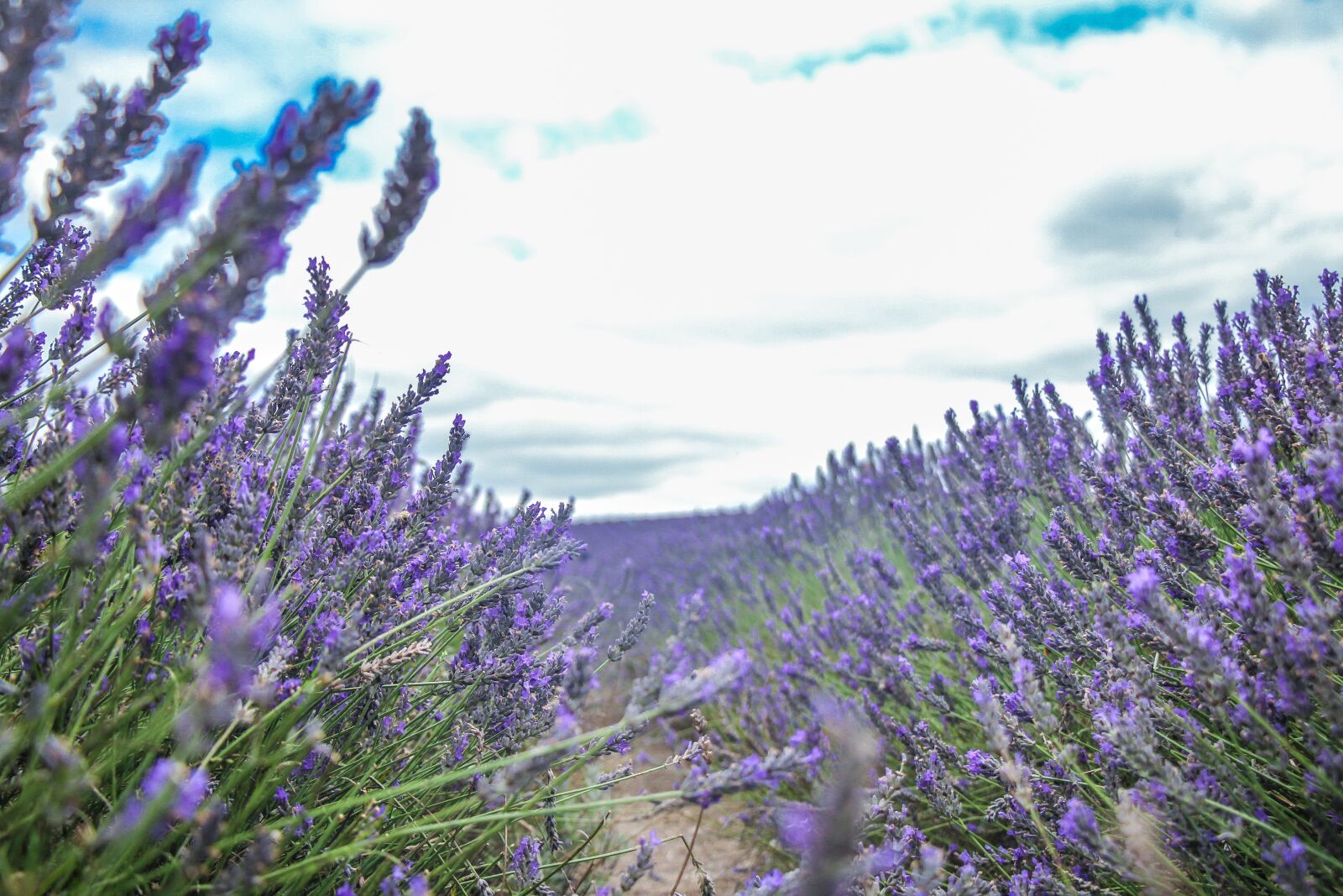Canon EOS 60D + Canon EF-S 18-135mm F3.5-5.6 IS STM sample photo. Lavender, flower, landscape photography