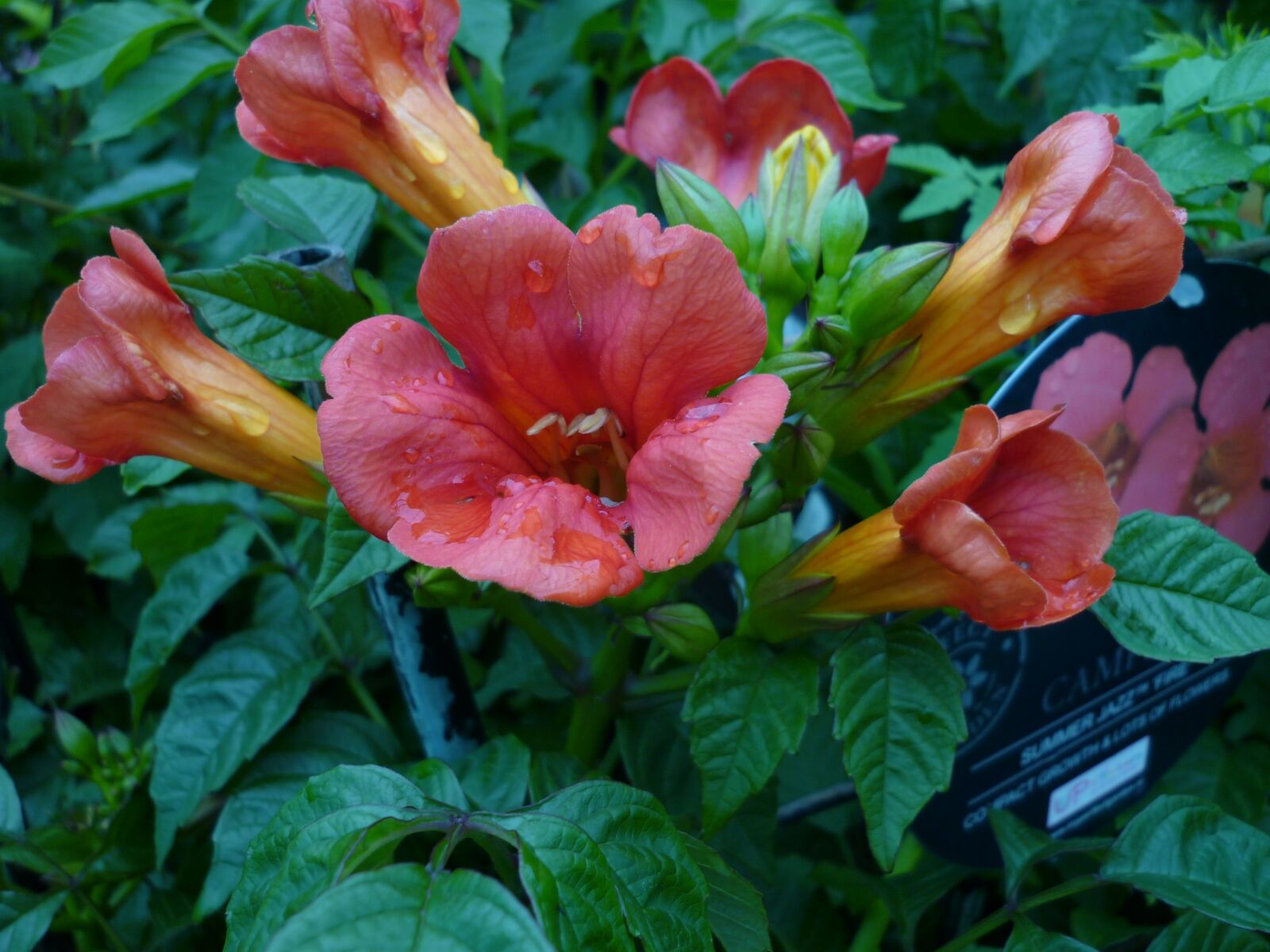 Panasonic Lumix DMC-FS6 sample photo. Flower, nature, funnel-flowering photography