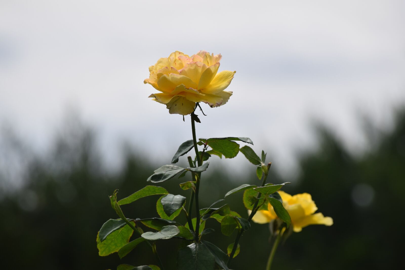 Nikon D3300 sample photo. Flower, pink, yellow photography