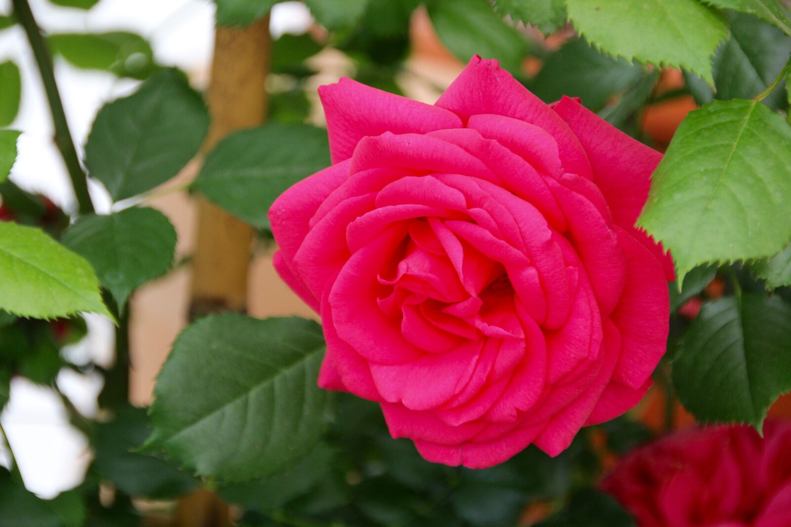 Canon EOS 60D sample photo. Roses, open rose, english photography